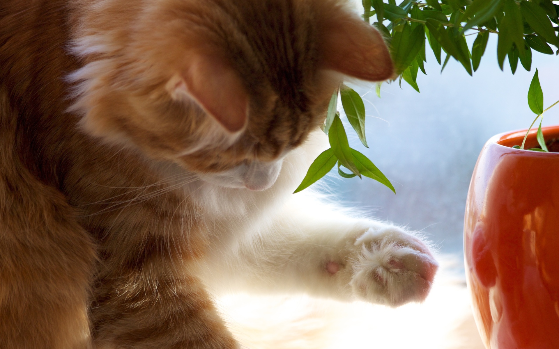 Téléchargez gratuitement l'image Animaux, Chats, Chat, Mignon sur le bureau de votre PC