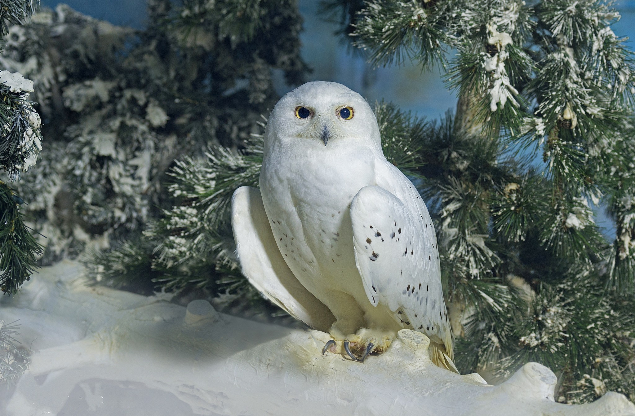 349199 скачать обои снежная сова, зима, животные, птицы - заставки и картинки бесплатно