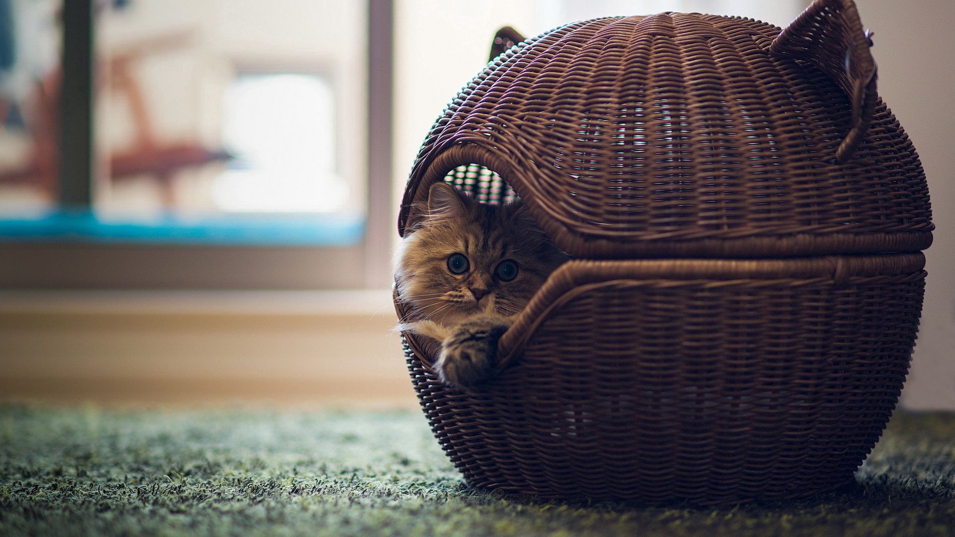 Free download wallpaper Basket, Animals, Lodge, Room, Cat, Small House on your PC desktop