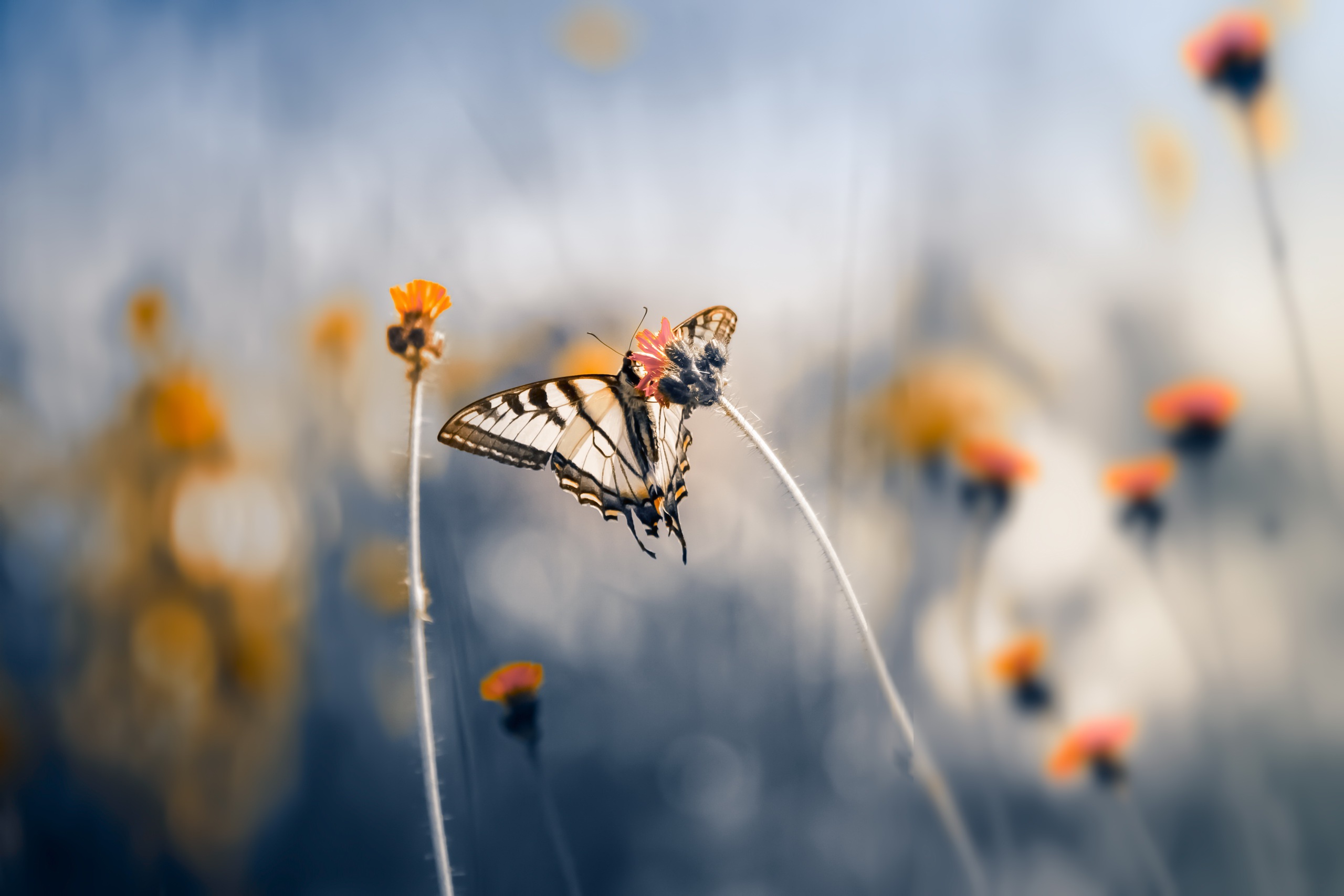 Descarga gratis la imagen Animales, Flor, Insecto, Mariposa, Macrofotografía en el escritorio de tu PC