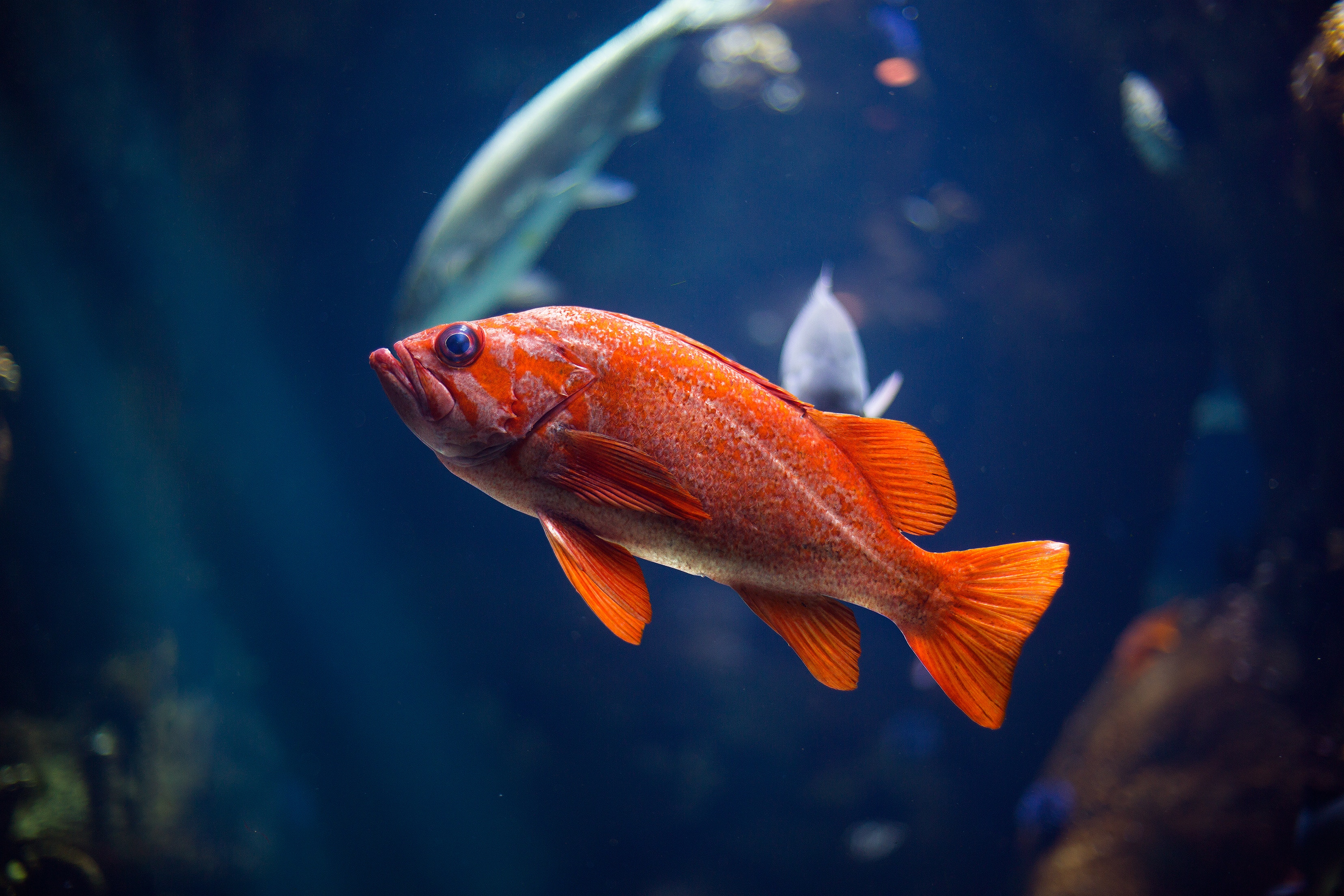 Скачать обои бесплатно Животные, Красный, Рыба, Подводный Мир картинка на рабочий стол ПК