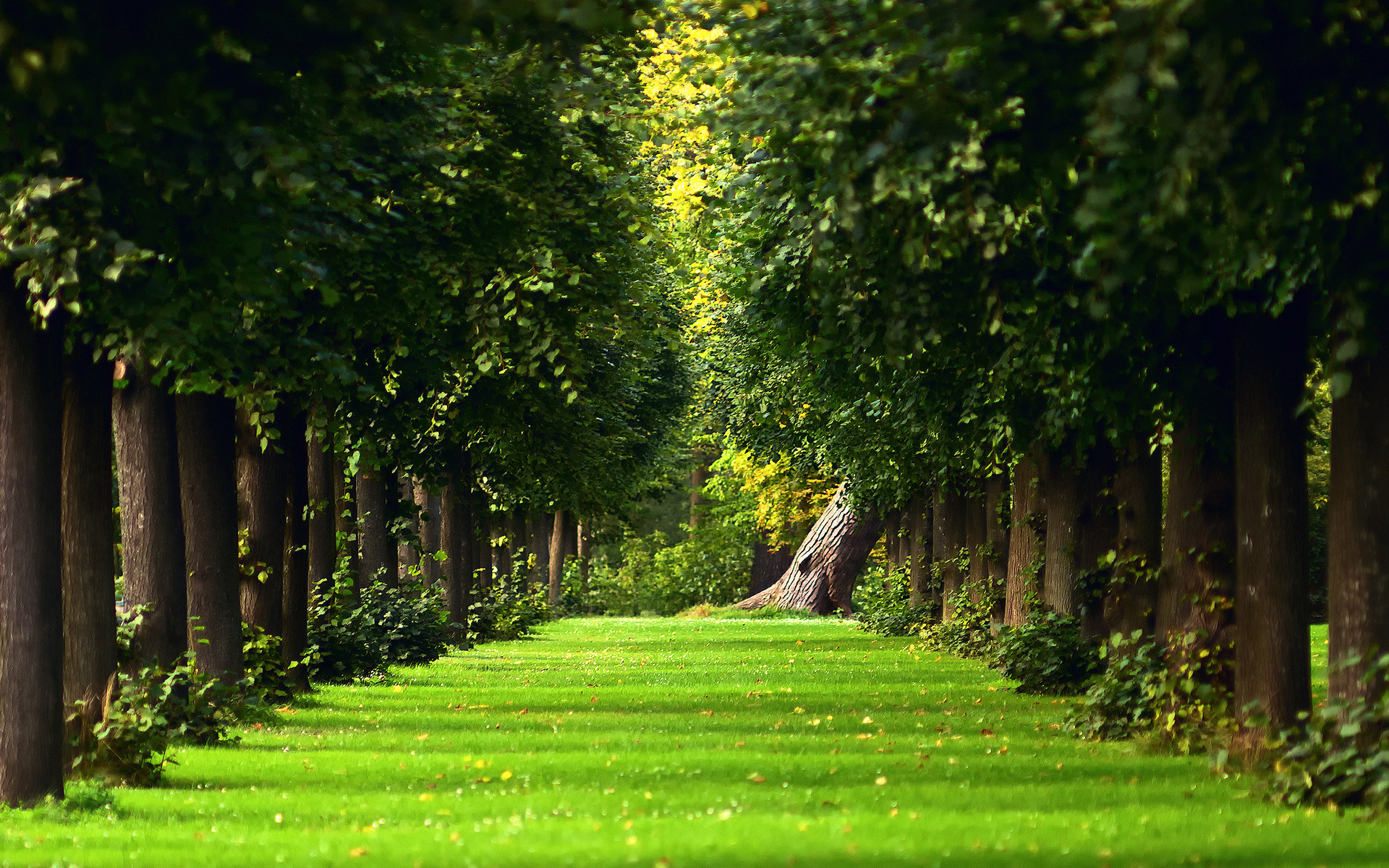 Laden Sie das Baum, Erde/natur-Bild kostenlos auf Ihren PC-Desktop herunter