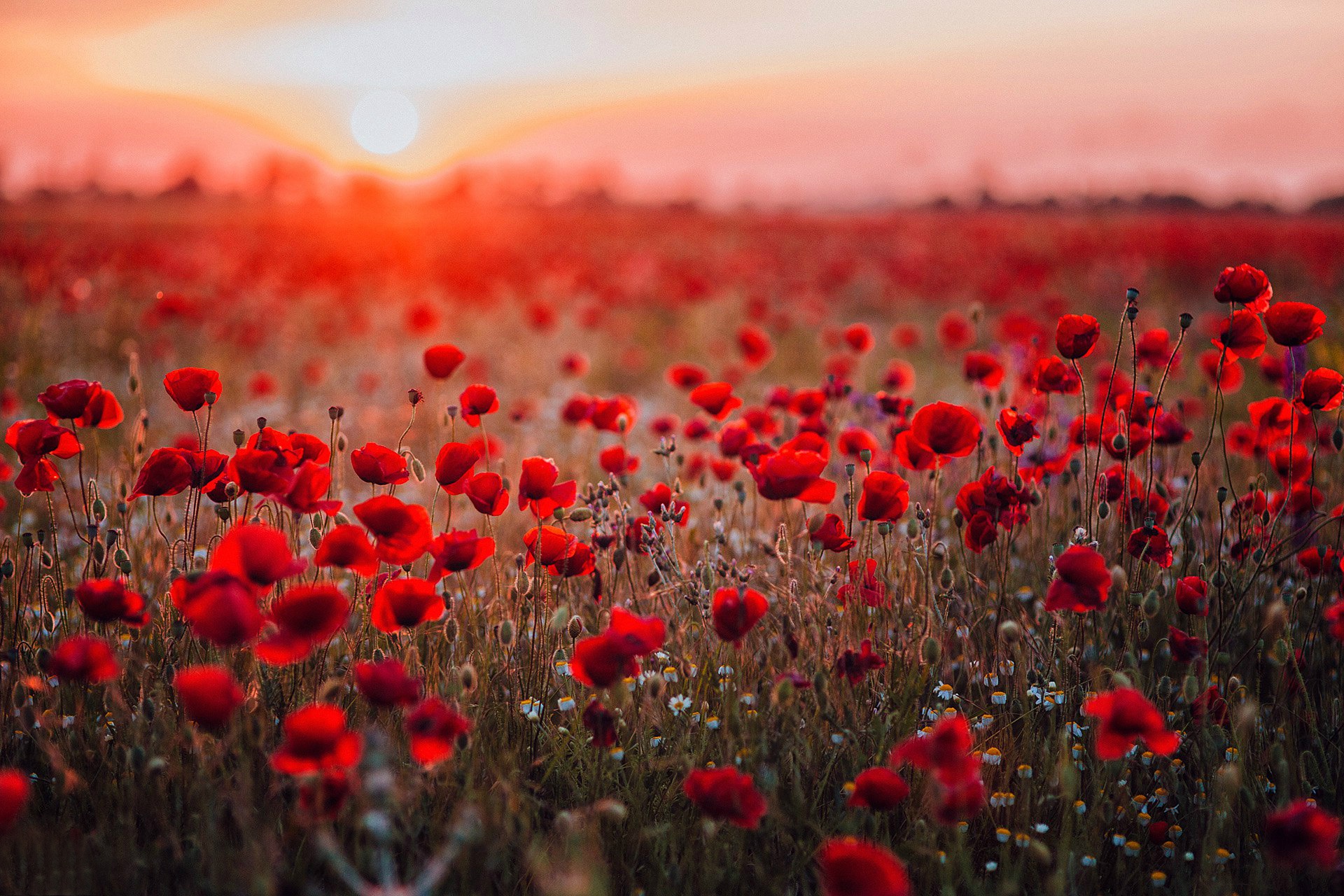 Download mobile wallpaper Nature, Flowers, Summer, Flower, Earth, Field, Poppy, Red Flower, Depth Of Field for free.