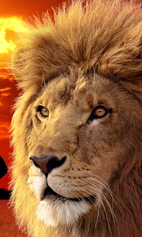 Download mobile wallpaper Cats, Lion, Animal for free.