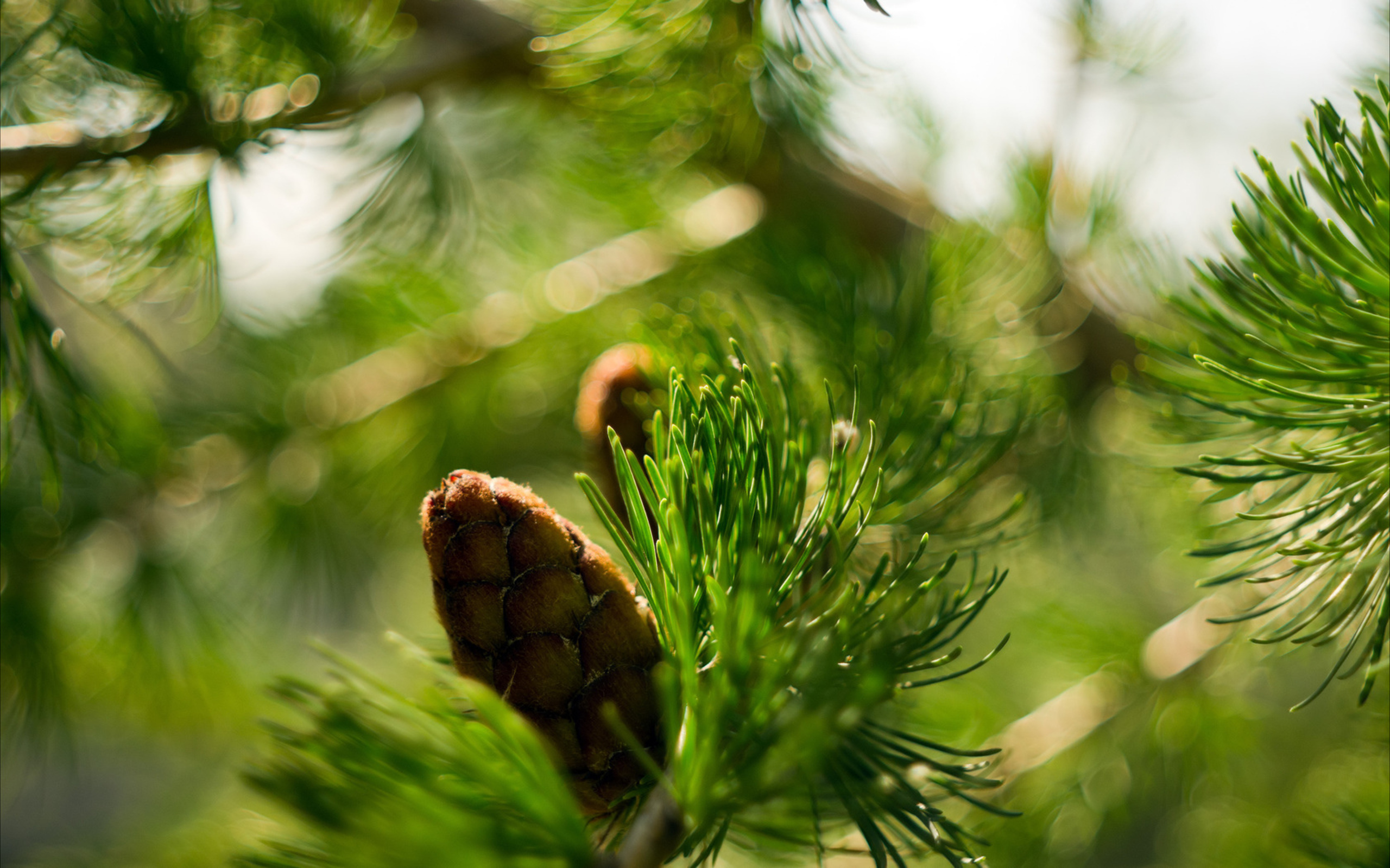 Handy-Wallpaper Nahansicht, Erde/natur kostenlos herunterladen.