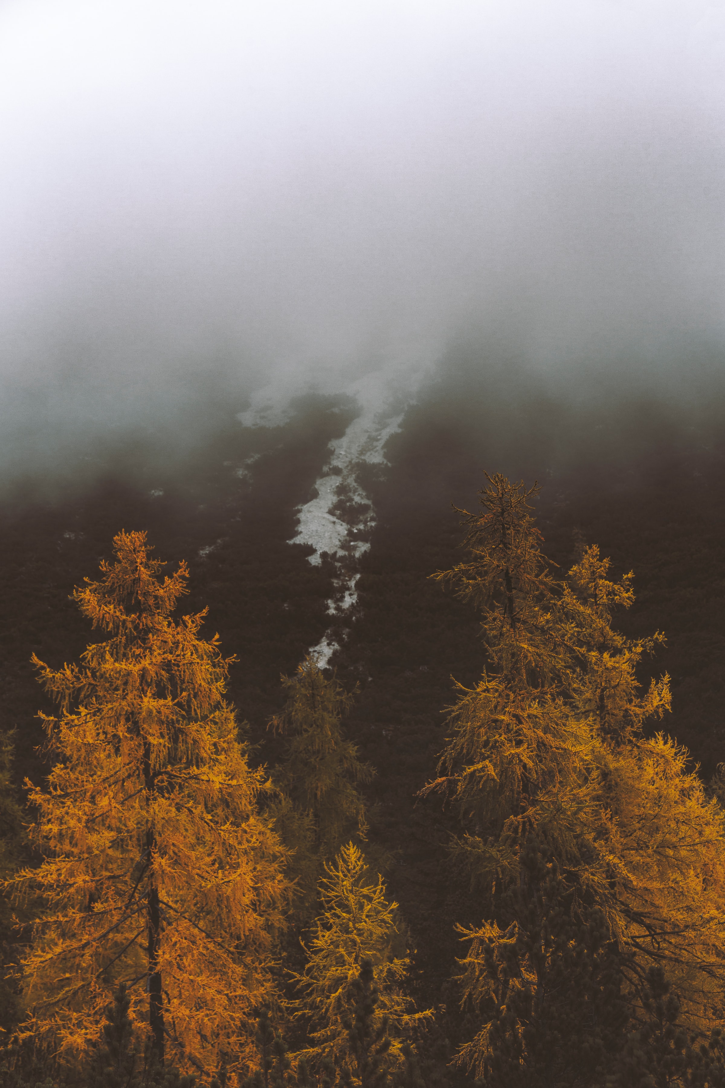 87025 завантажити картинку природа, дерева, осінь, туман, схил - шпалери і заставки безкоштовно