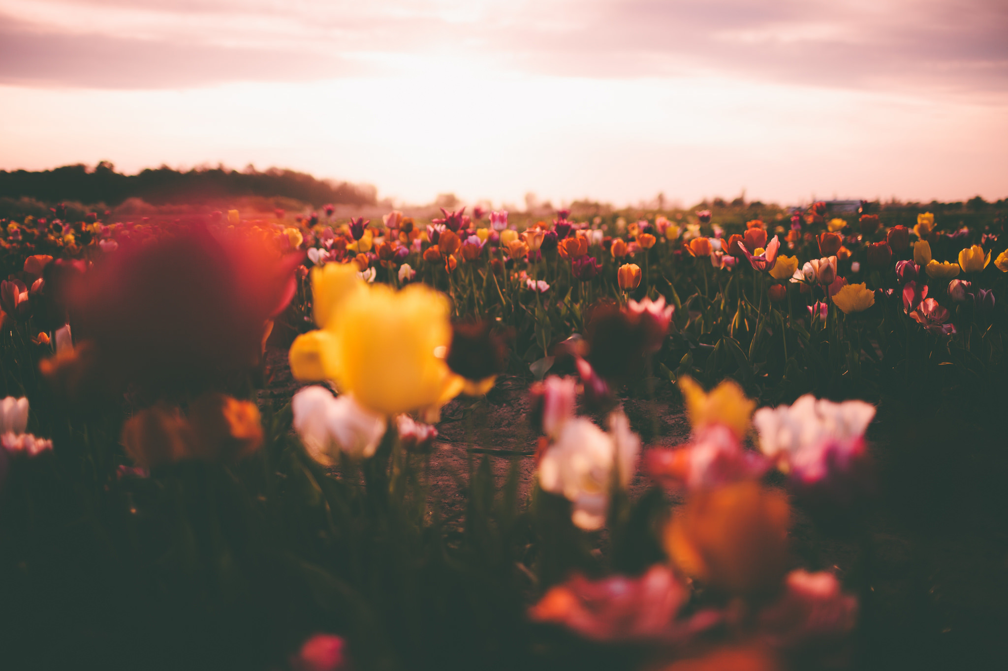 Téléchargez gratuitement l'image Fleurs, Coucher De Soleil, Fleur, Champ, Tulipe, La Nature, Terre/nature sur le bureau de votre PC
