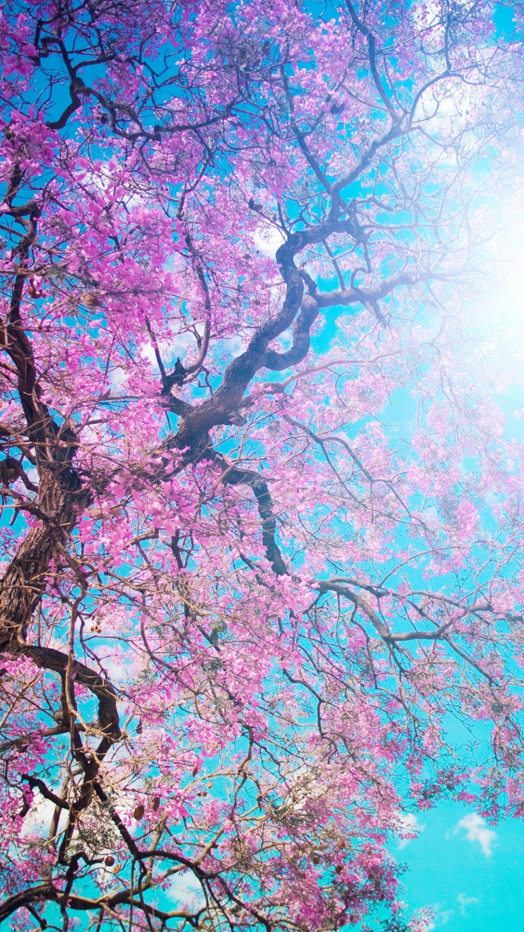 Download mobile wallpaper Trees, Sun, Tree, Earth, Spring for free.