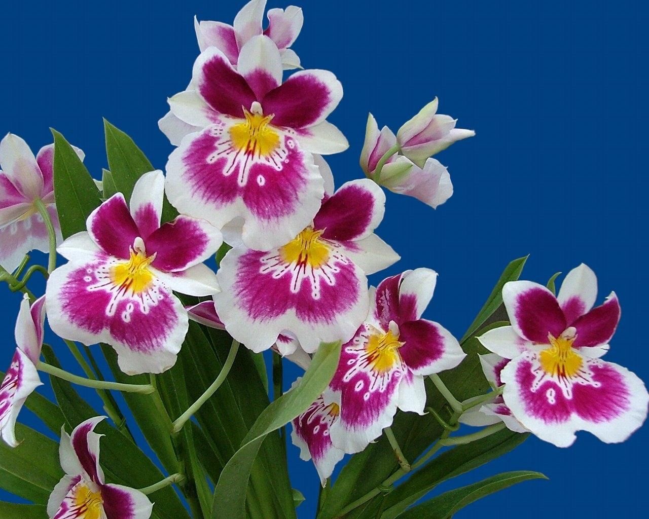 154141 скачать обои орхидеи, букет, фон, зелень, цветы - заставки и картинки бесплатно