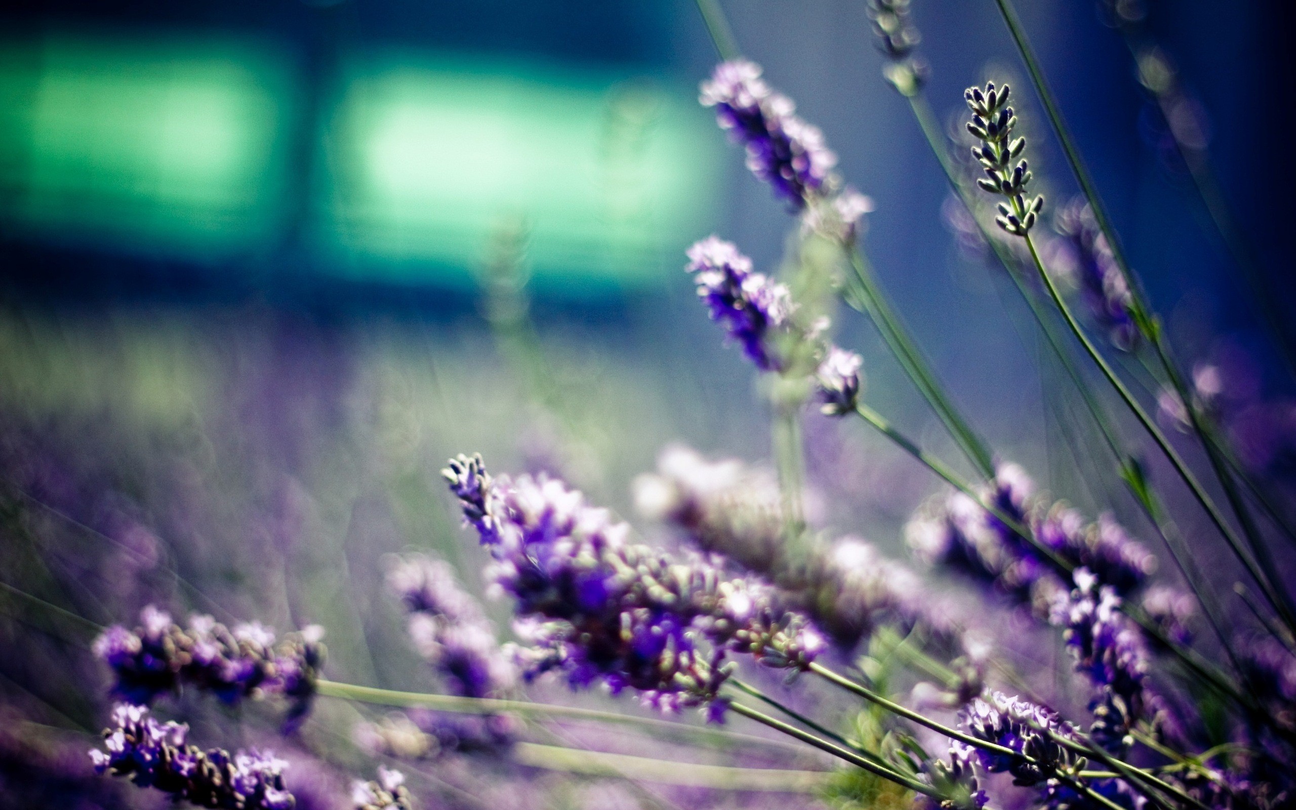 Free download wallpaper Flowers, Earth, Lavender on your PC desktop