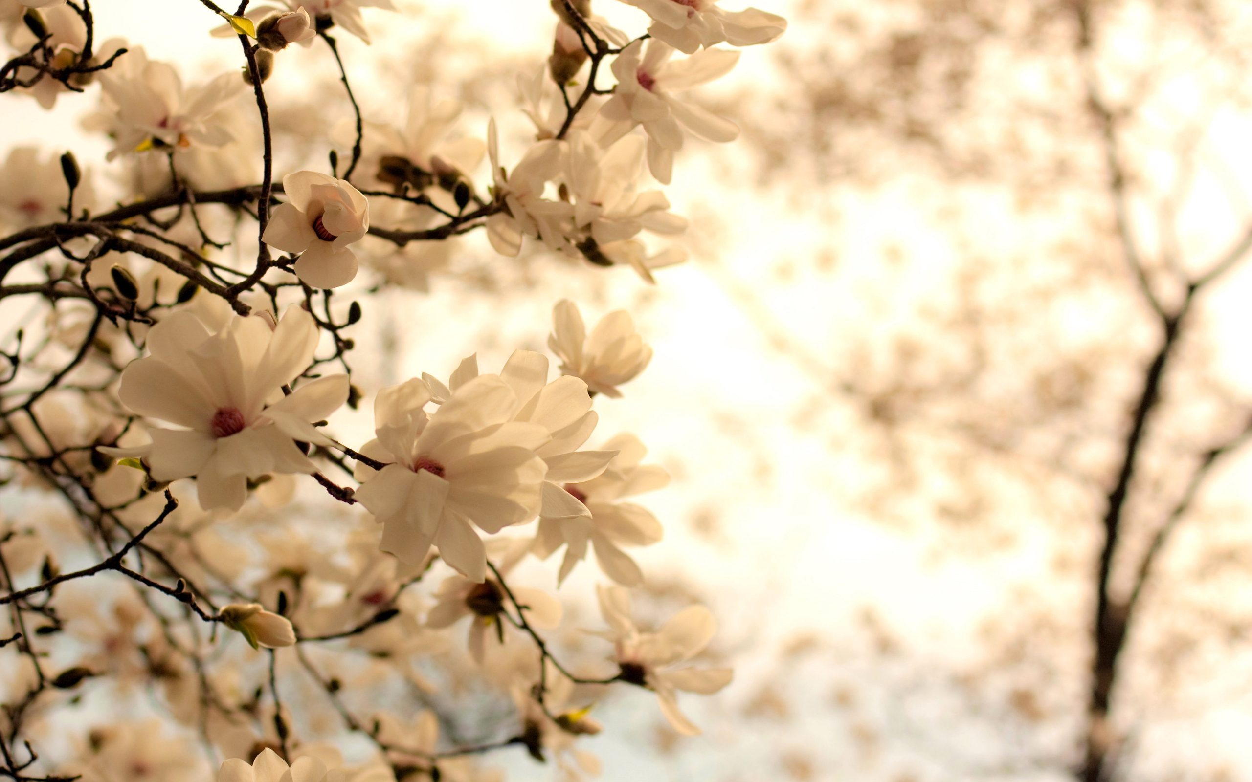 320922 скачать обои цвести, белый цветок, природа, флауэрсы, земля/природа, цветок - заставки и картинки бесплатно