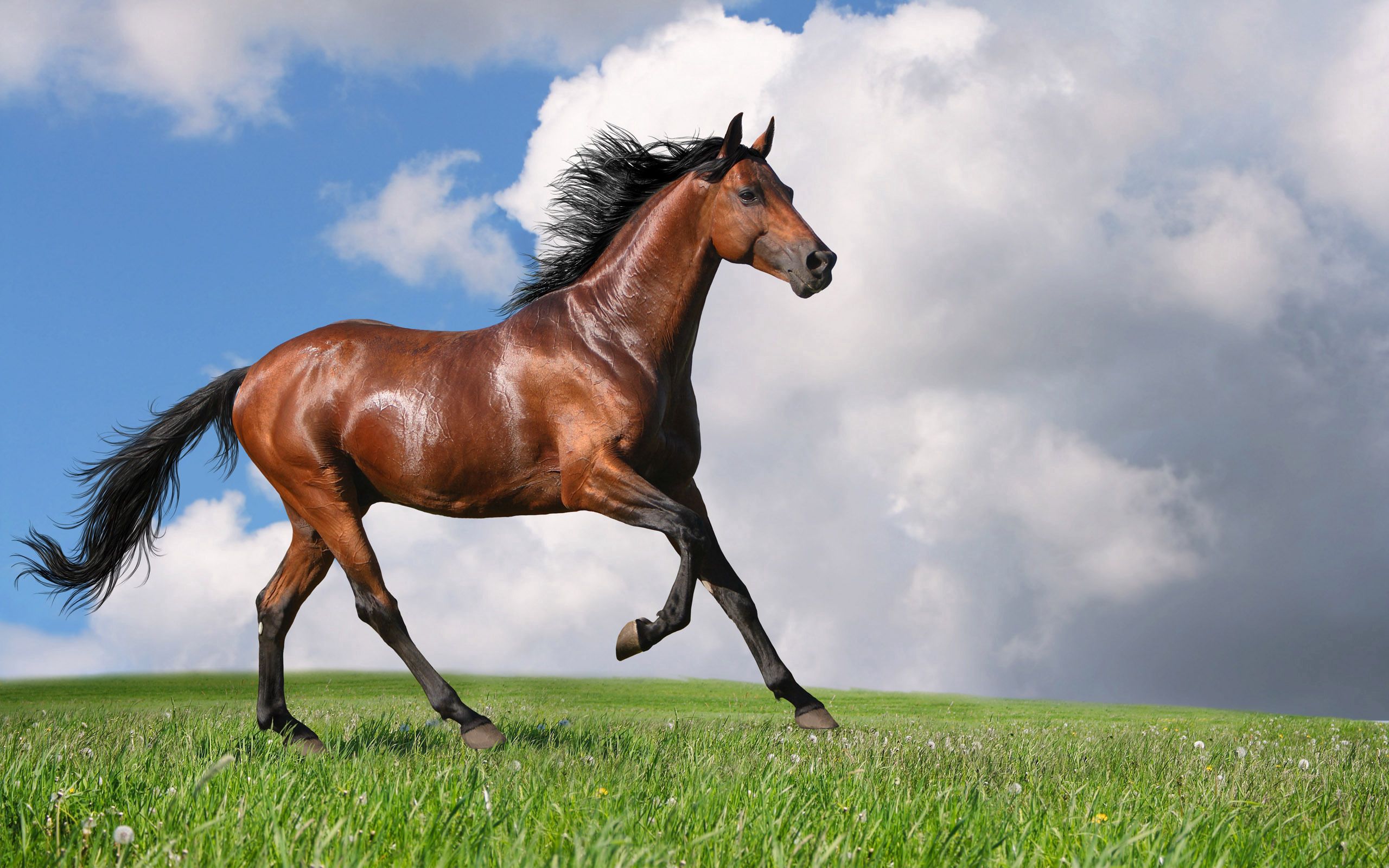 57544 скачать обои лошадь, природа, животные, трава, бег - заставки и картинки бесплатно