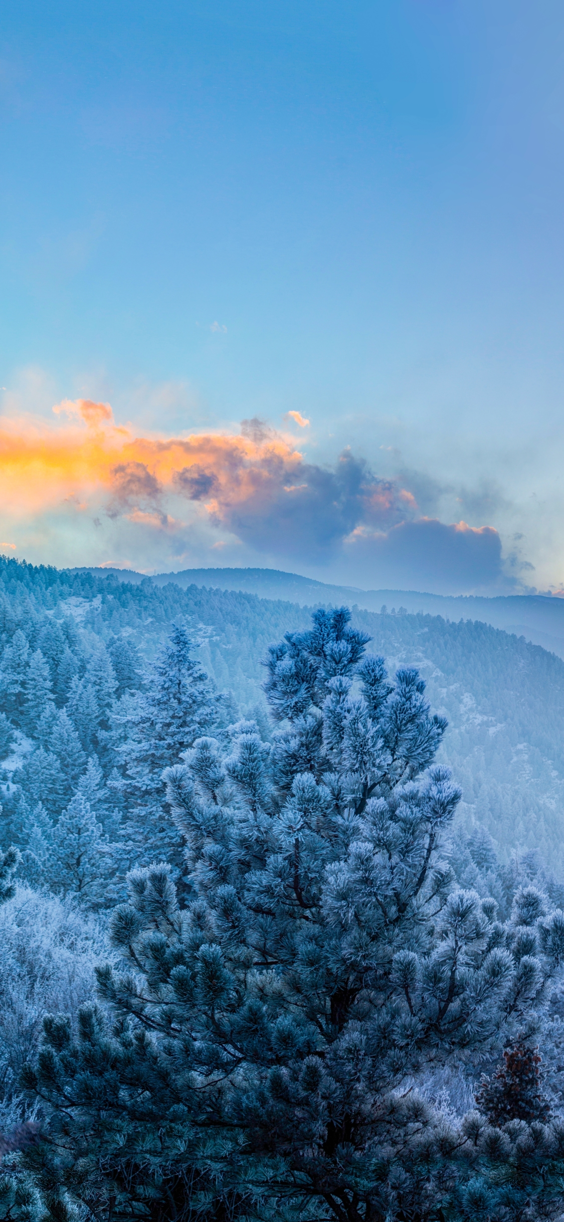 Скачать картинку Пейзаж, Зима, Гора, Лес, Туман, Ландшафт, Земля/природа в телефон бесплатно.