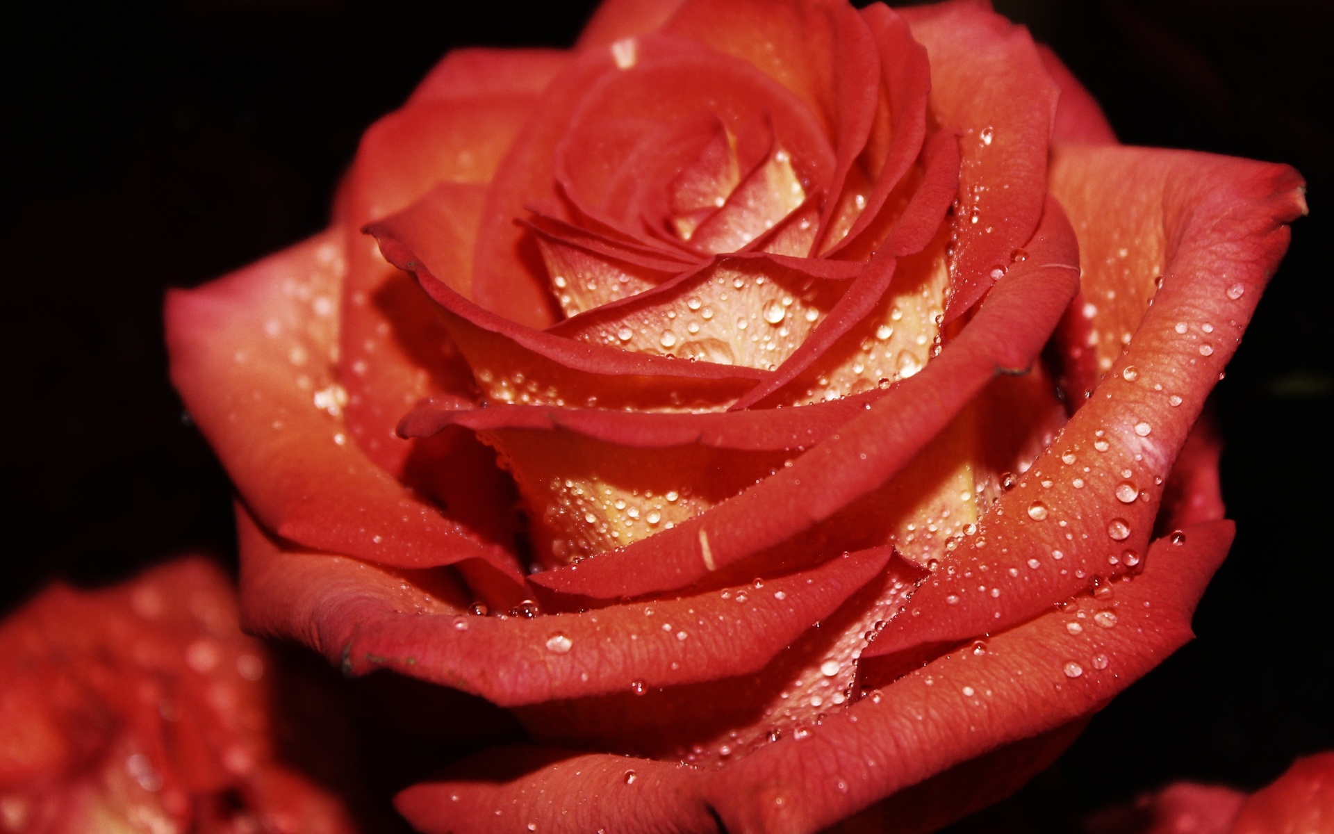 Завантажити шпалери безкоштовно Рози, Рослини, Квіти картинка на робочий стіл ПК