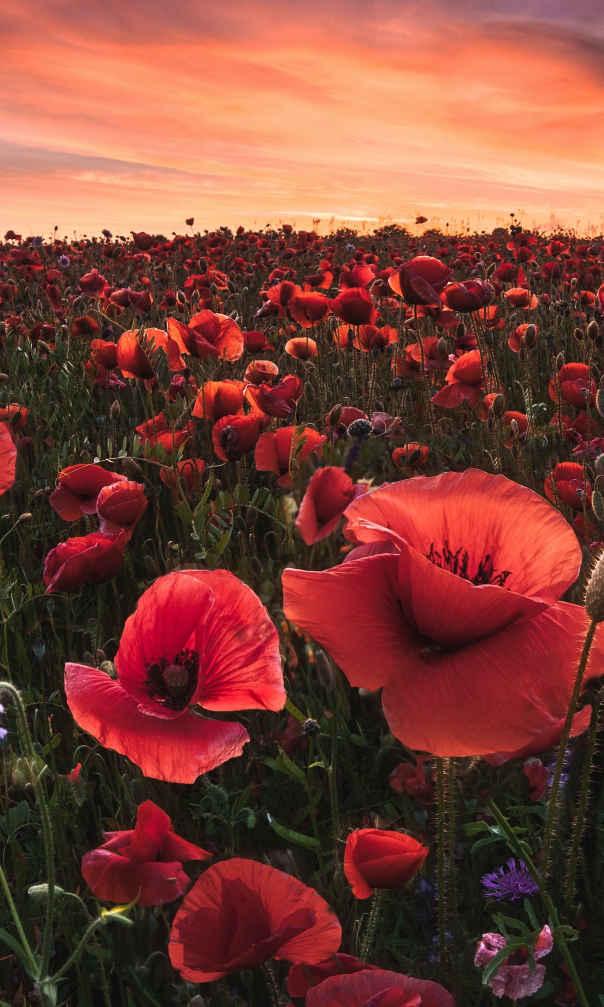 Handy-Wallpaper Blumen, Mohn, Rote Blume, Erde/natur kostenlos herunterladen.