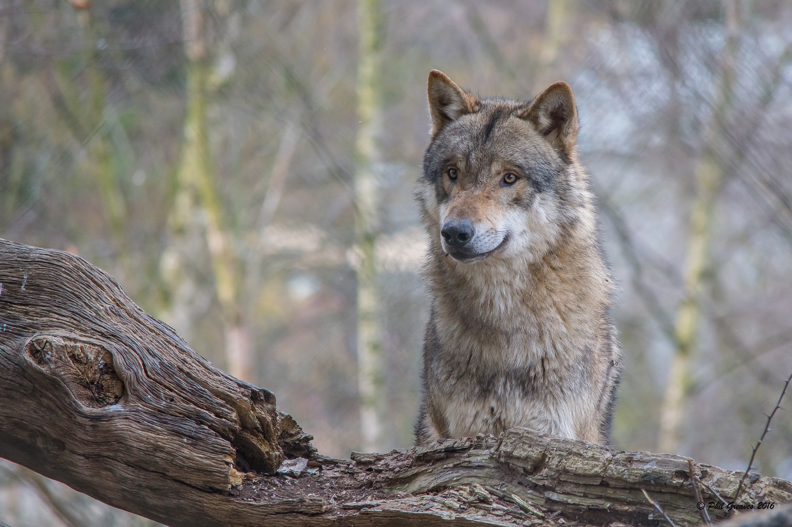 PCデスクトップに動物, オオカミ, 狼, 被写界深度画像を無料でダウンロード