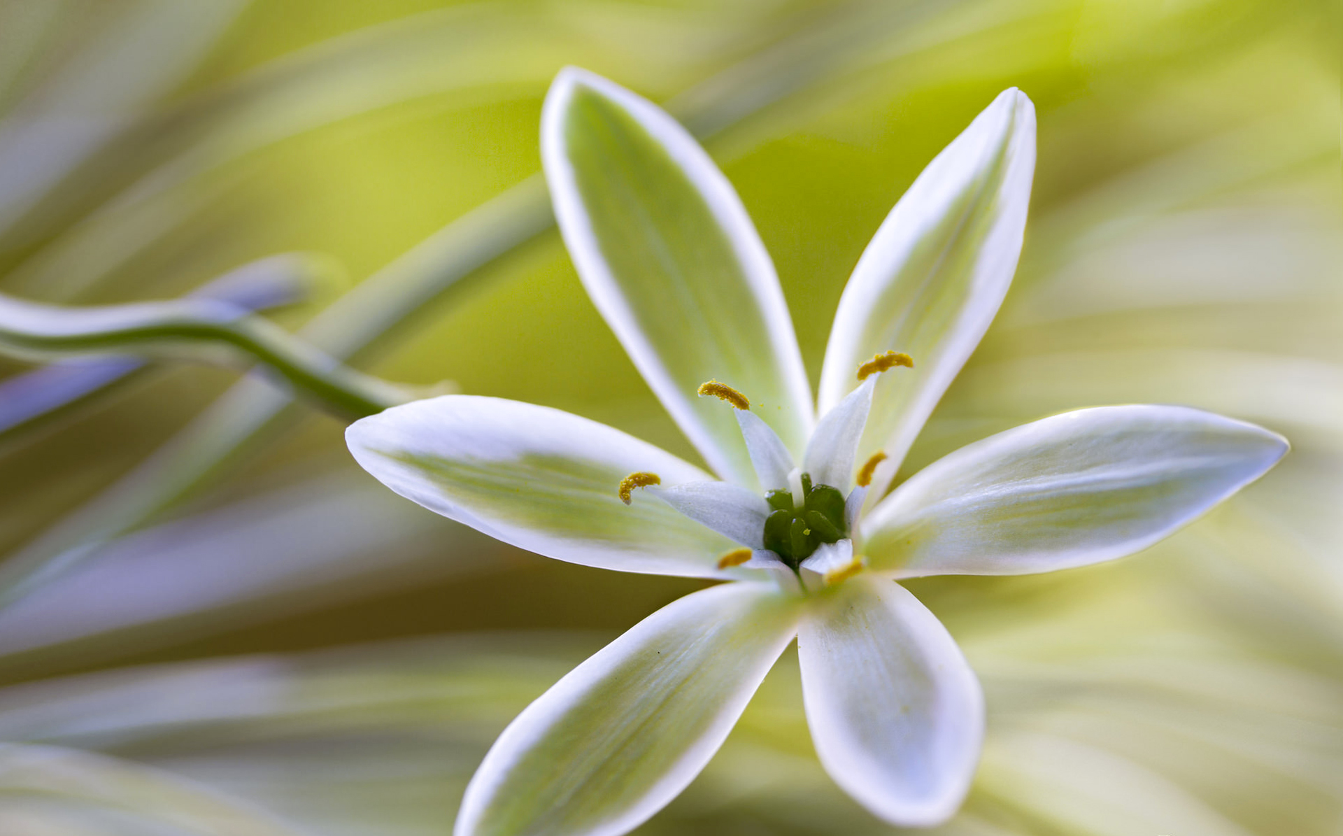 Laden Sie das Natur, Blumen, Blume, Nahansicht, Weiße Blume, Erde/natur-Bild kostenlos auf Ihren PC-Desktop herunter