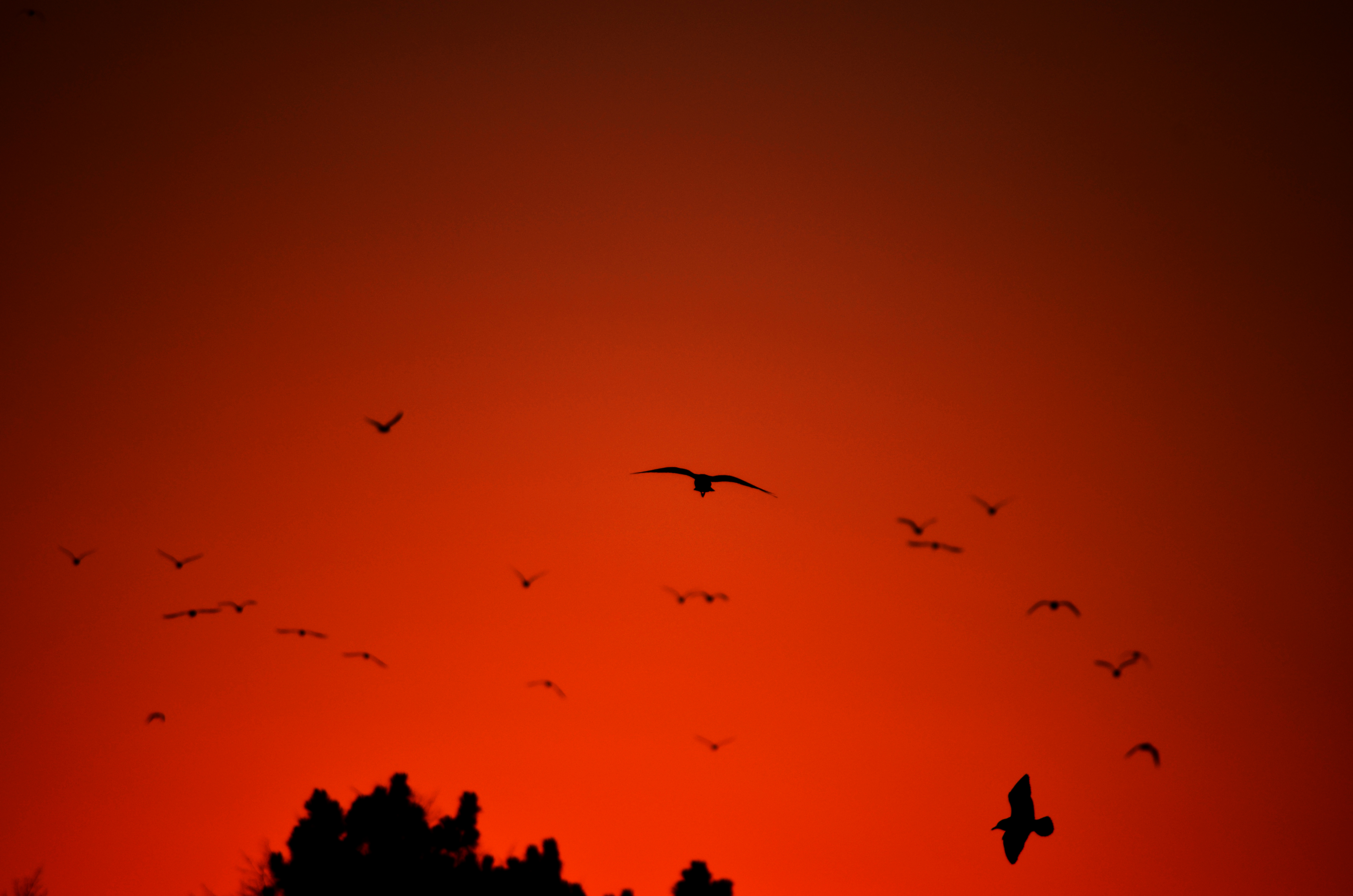 Download mobile wallpaper Flight, Bird, Wings, Silhouette, Dark for free.