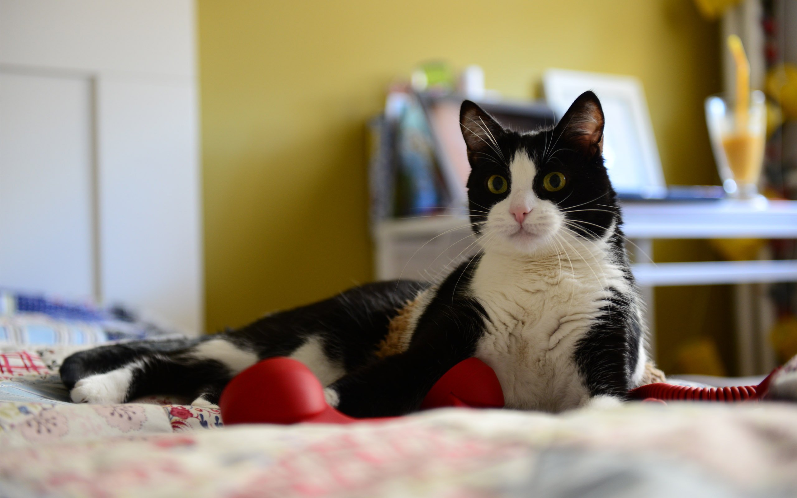 Baixar papel de parede para celular de Animais, Gatos, Gato gratuito.