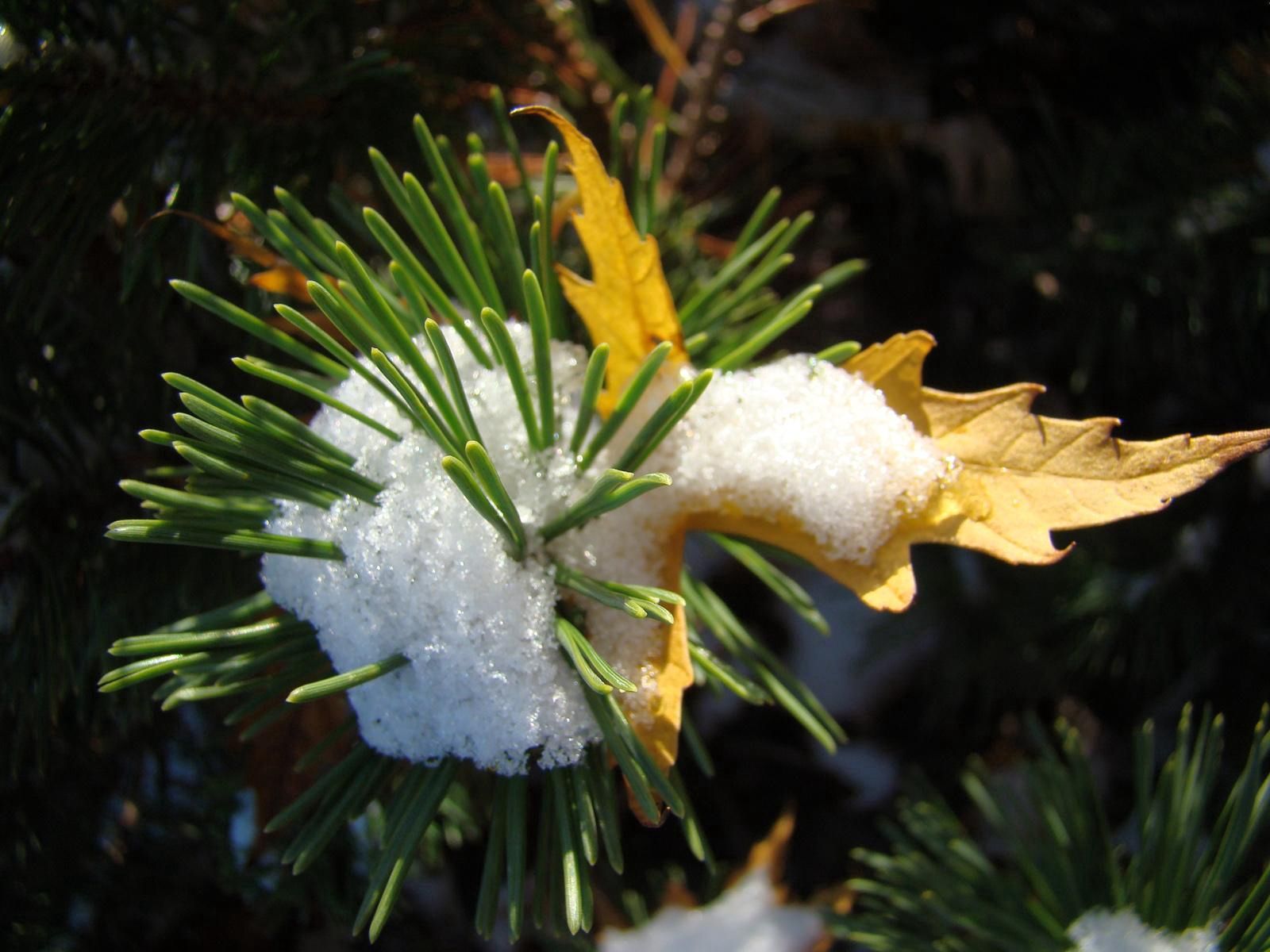 nature, pine, snow, sheet, leaf, thorns, prickles