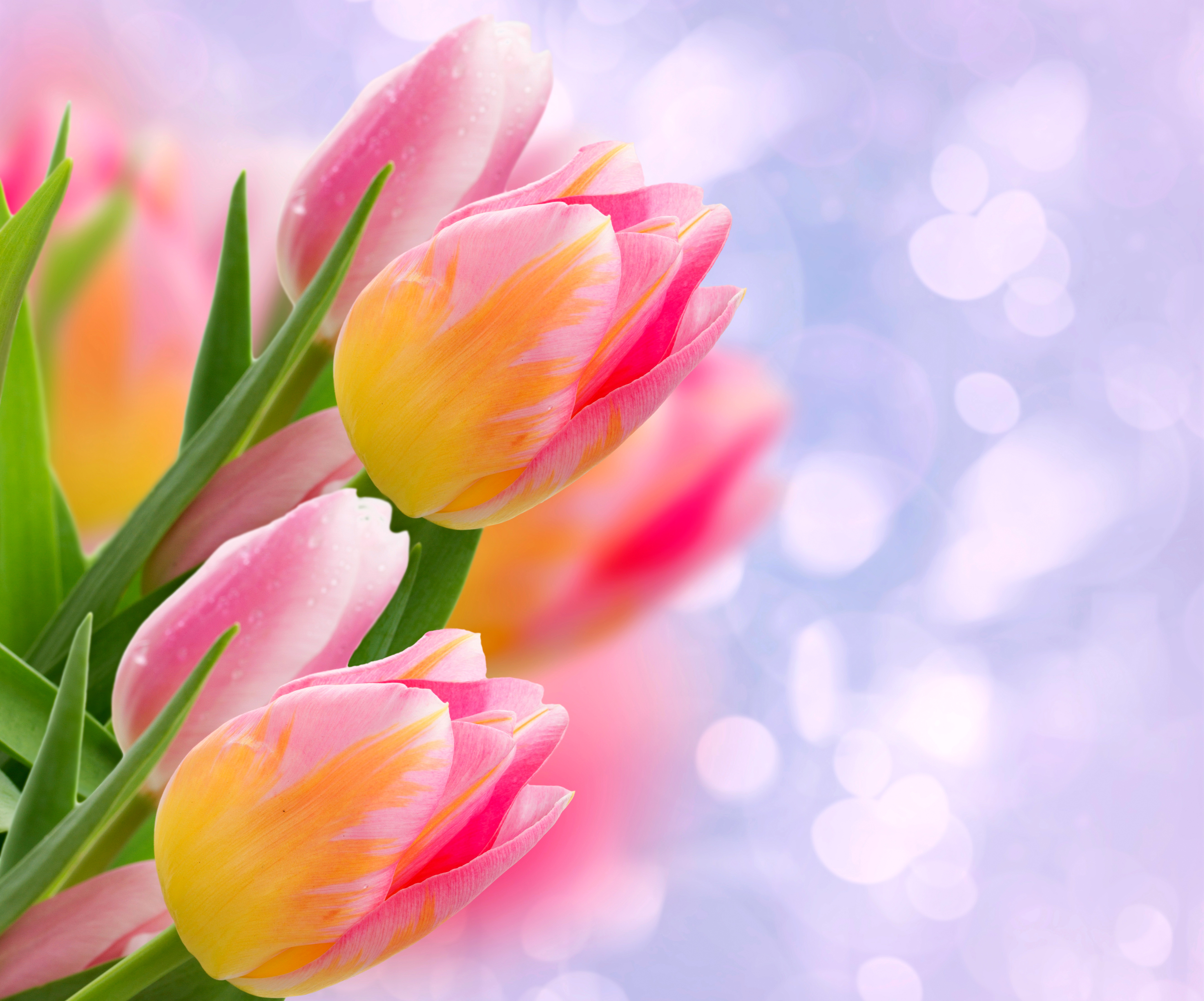 Free download wallpaper Nature, Flowers, Close Up, Earth, Tulip, Pink Flower on your PC desktop