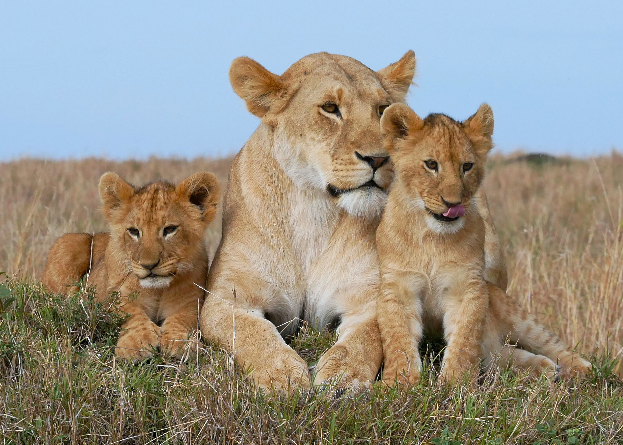 Download mobile wallpaper Cats, Lion, Animal, Cute, Cub for free.