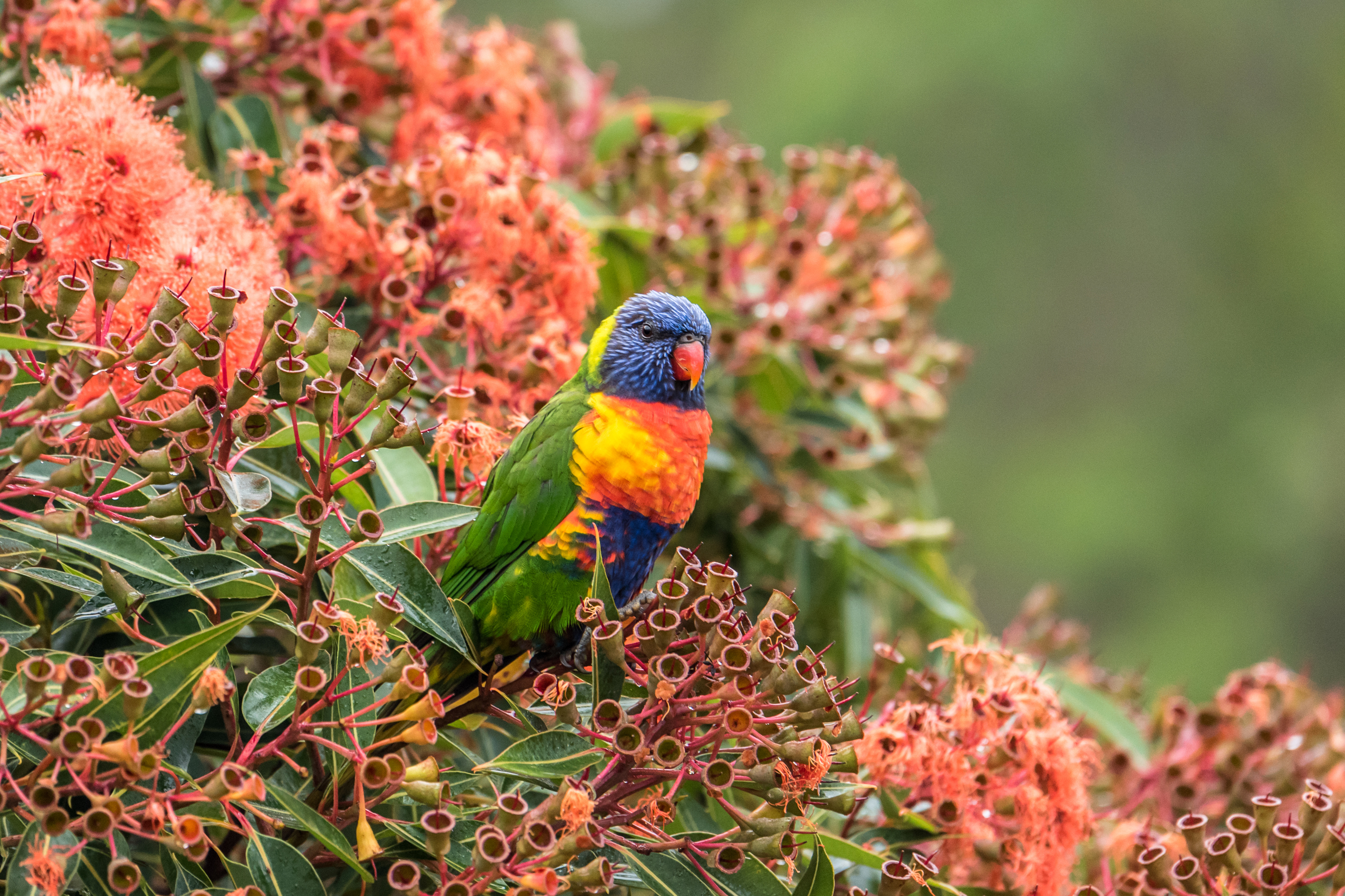 Free download wallpaper Birds, Bird, Animal, Colorful, Parrot, Rainbow Lorikeet on your PC desktop
