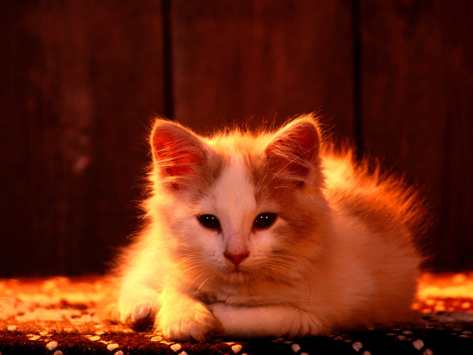 Baixe gratuitamente a imagem Gato, Gatos, Animais na área de trabalho do seu PC