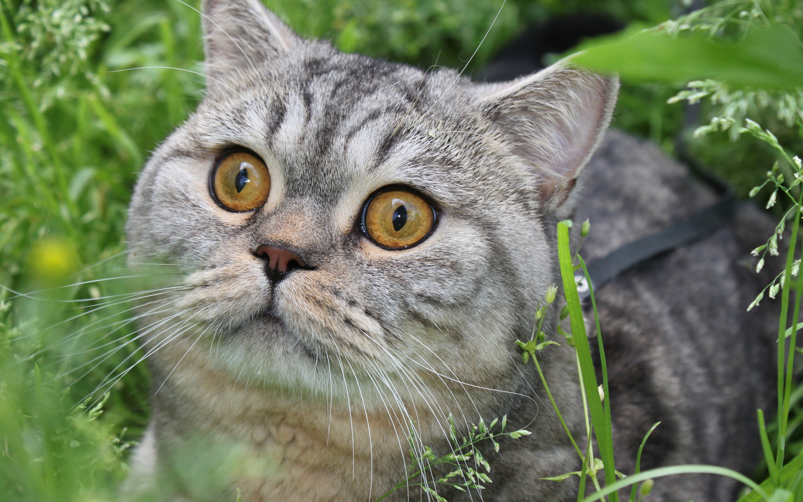 Handy-Wallpaper Tiere, Katzen, Katze kostenlos herunterladen.