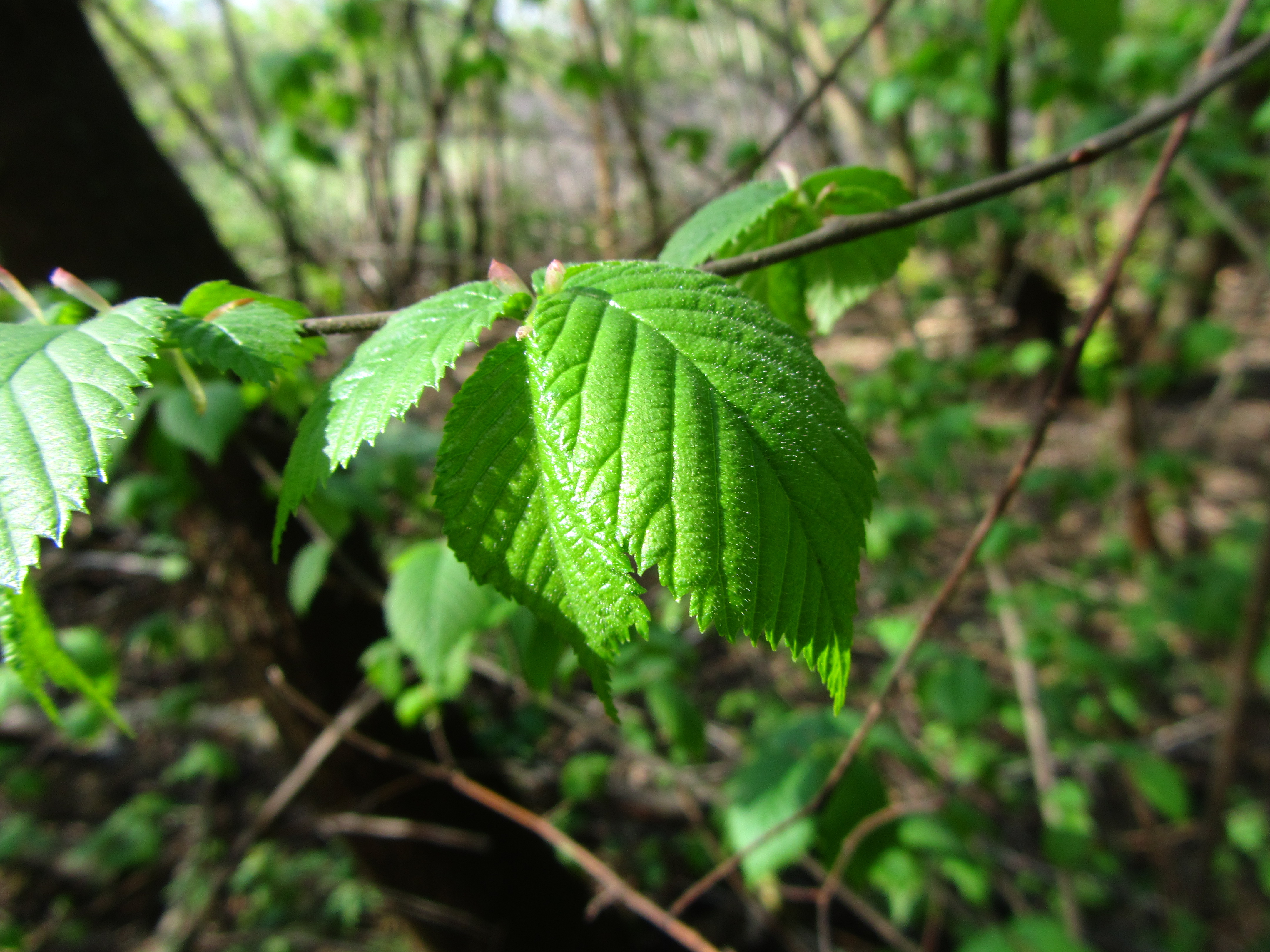 Free download wallpaper Leaf, Earth on your PC desktop