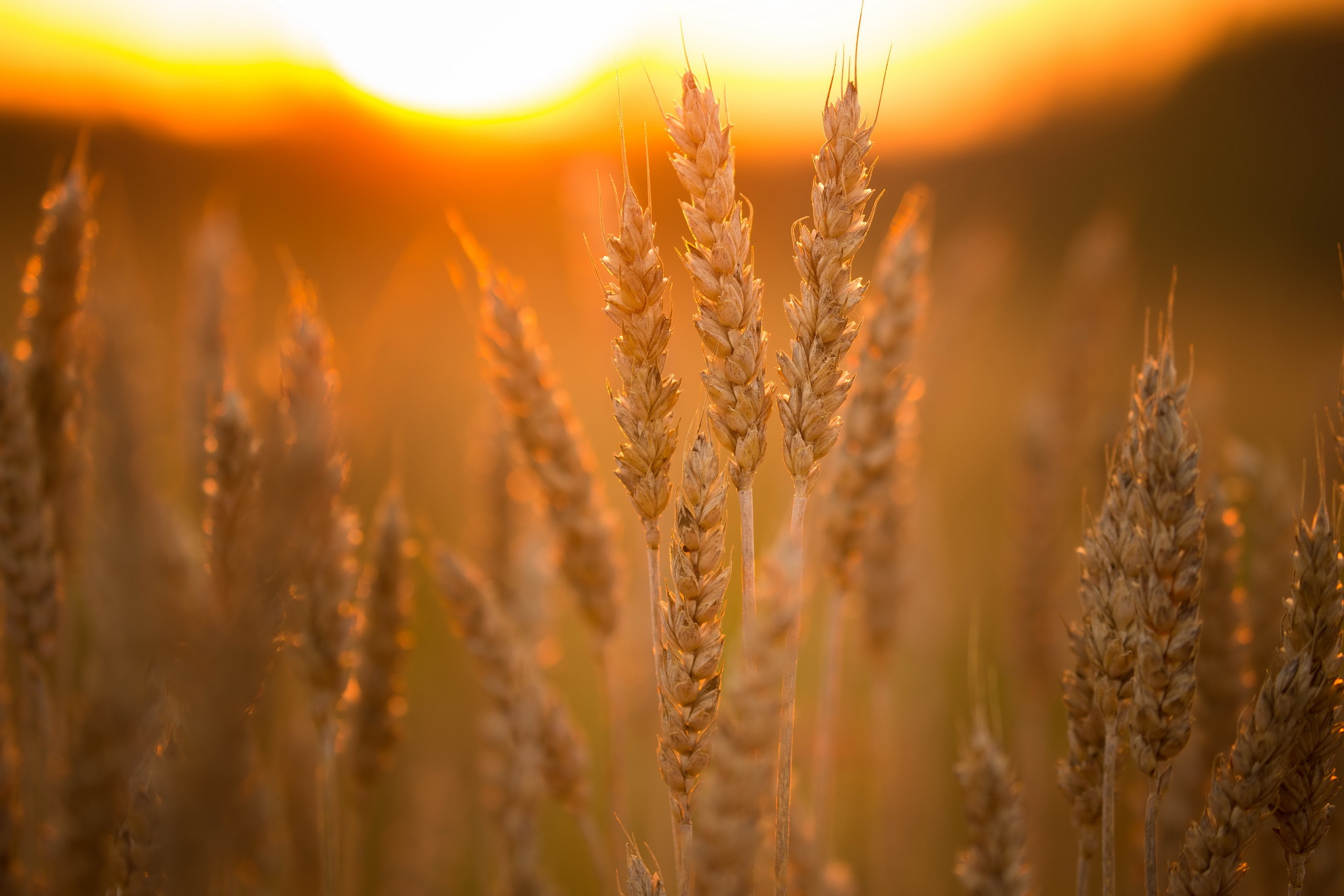Download mobile wallpaper Nature, Summer, Wheat, Blur, Earth, Sunny for free.