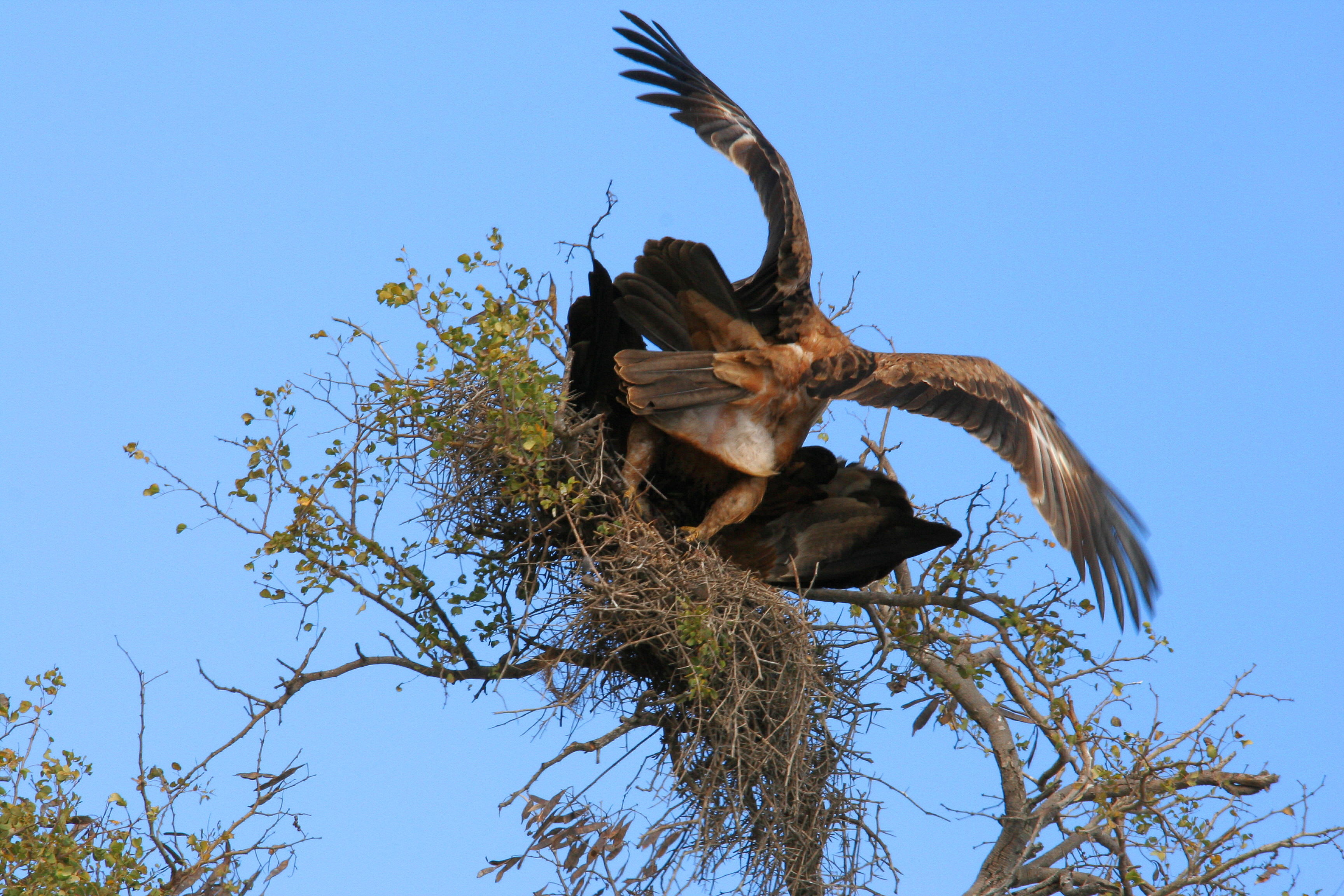 Baixe gratuitamente a imagem Animais, Aves, Pássaro na área de trabalho do seu PC