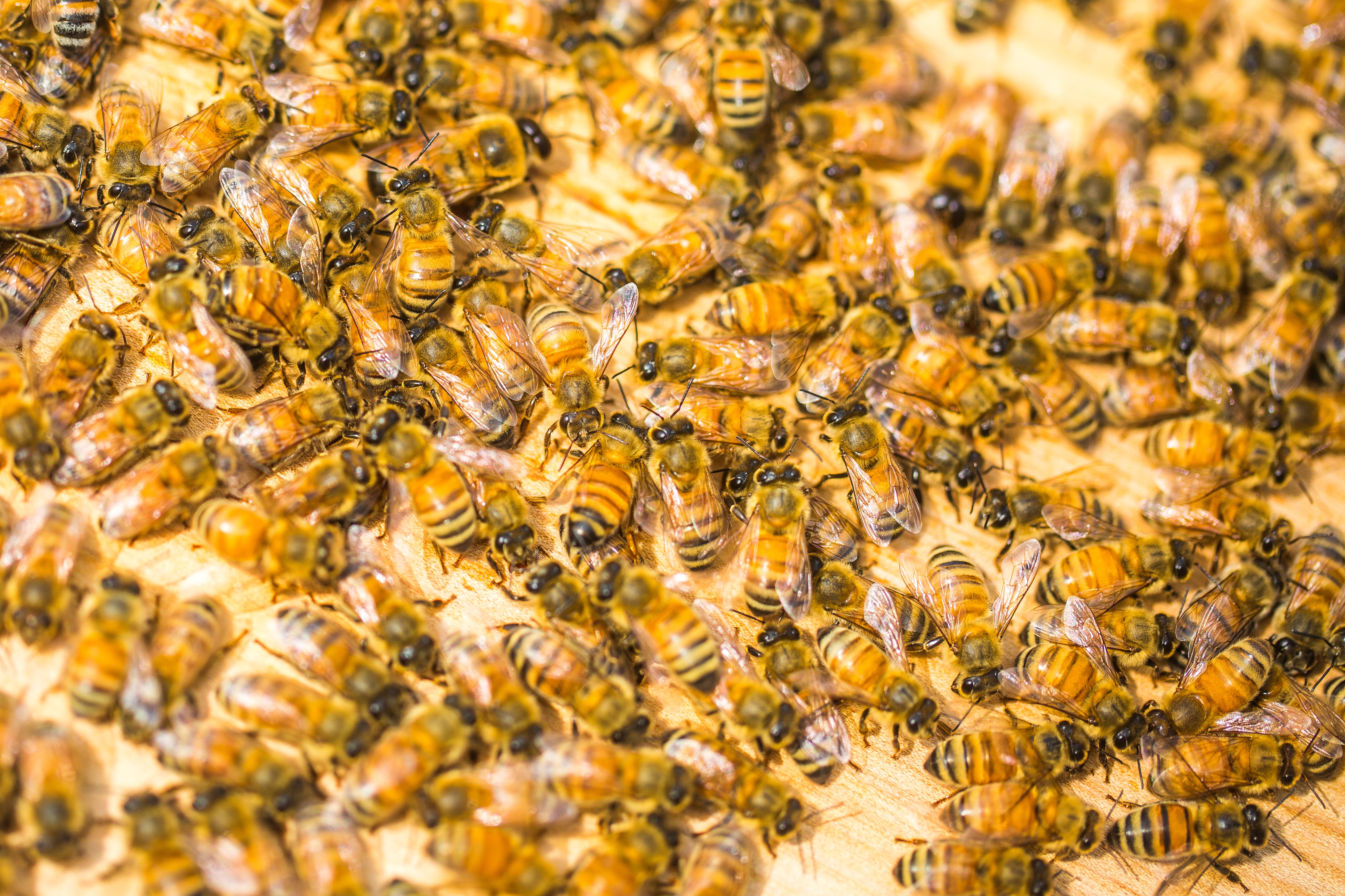 Handy-Wallpaper Tiere, Insekten, Insekt, Biene kostenlos herunterladen.