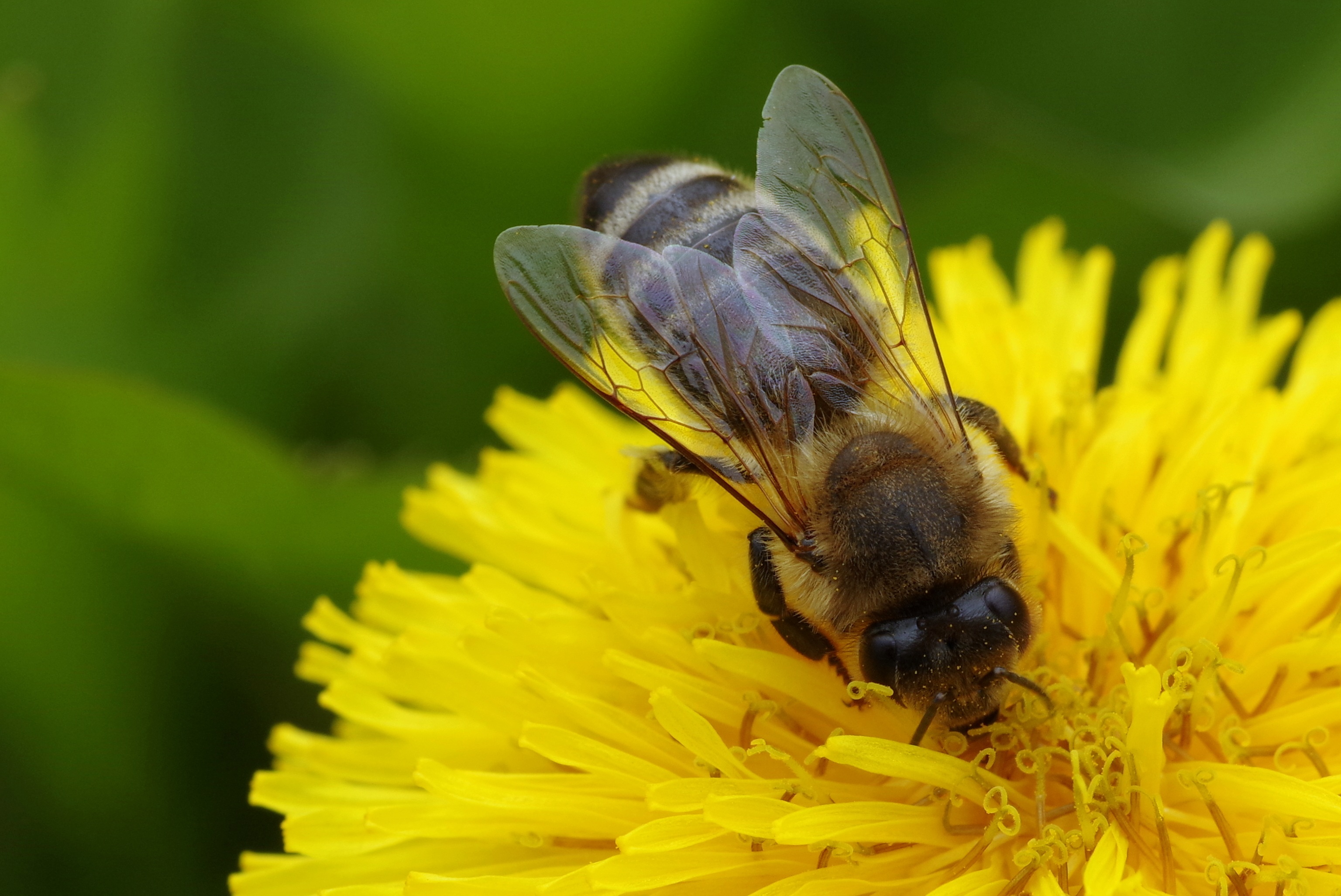 無料モバイル壁紙動物, 昆虫, 花, 大きい, 蜂, 黄色い花, 虫をダウンロードします。