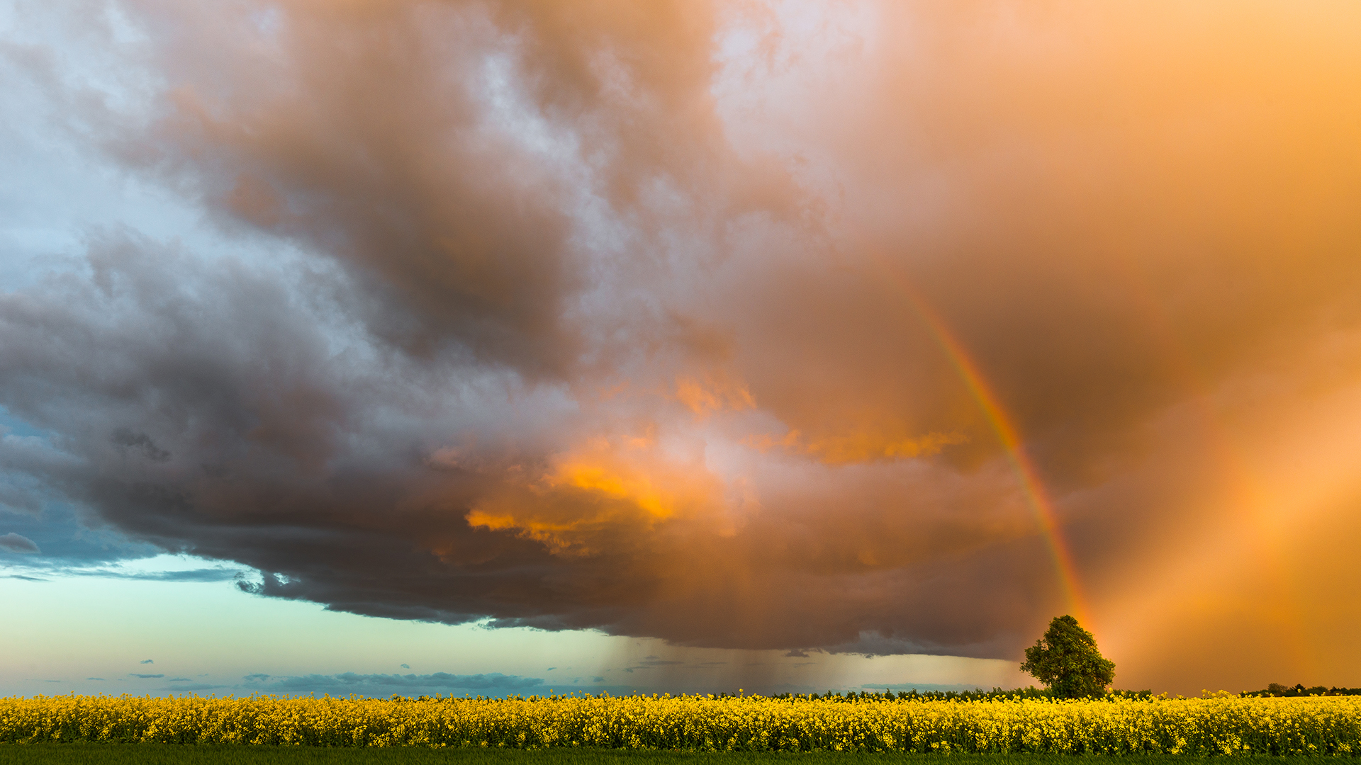 Laden Sie das Regenbogen, Baum, Feld, Wolke, Himmel, Erde/natur-Bild kostenlos auf Ihren PC-Desktop herunter