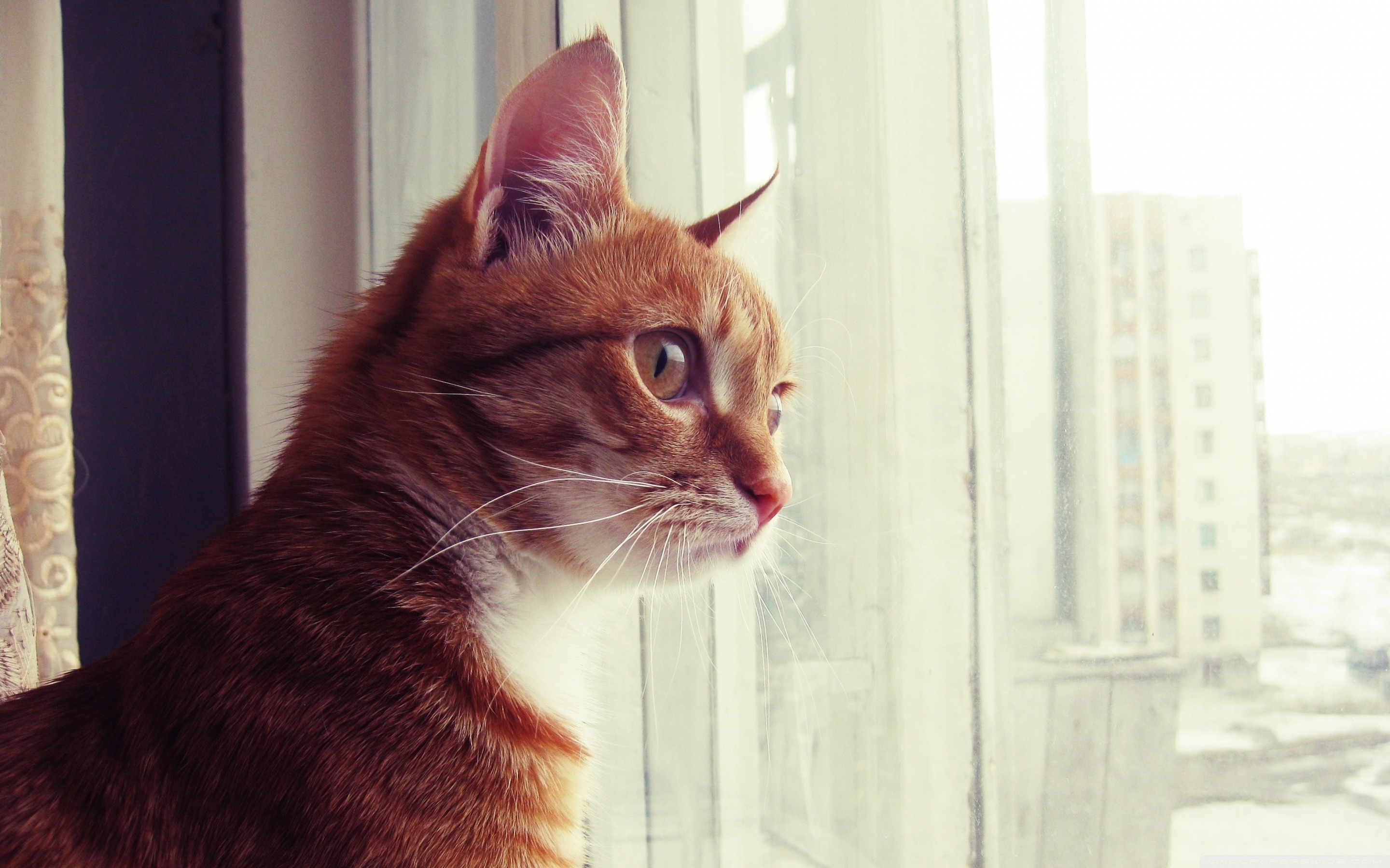 Baixe gratuitamente a imagem Animais, Gatos, Gato na área de trabalho do seu PC