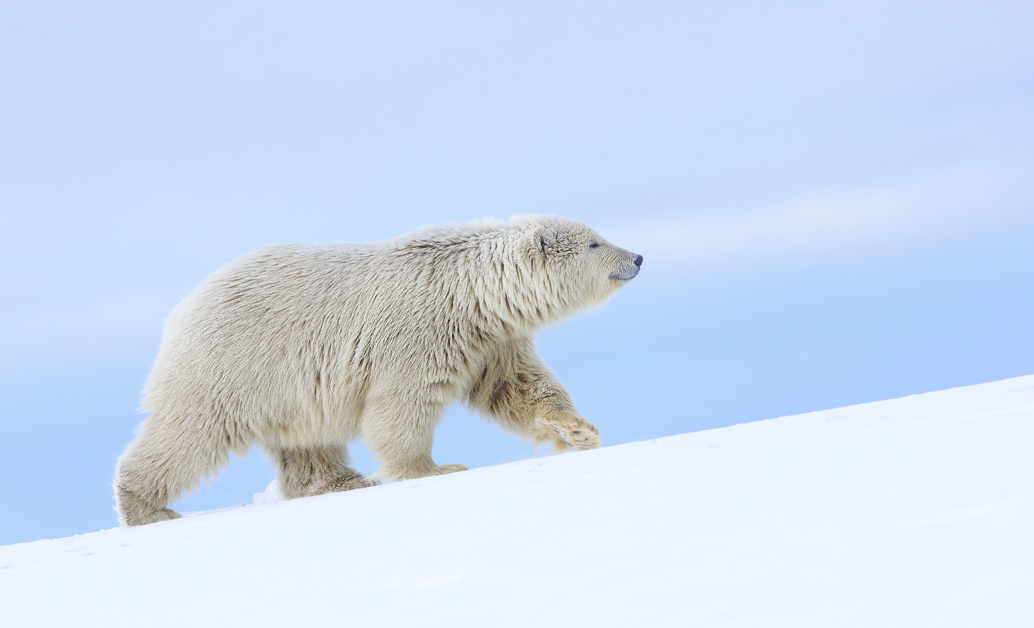 404804 télécharger l'image ours polaire, animaux, ours polair, ours - fonds d'écran et économiseurs d'écran gratuits