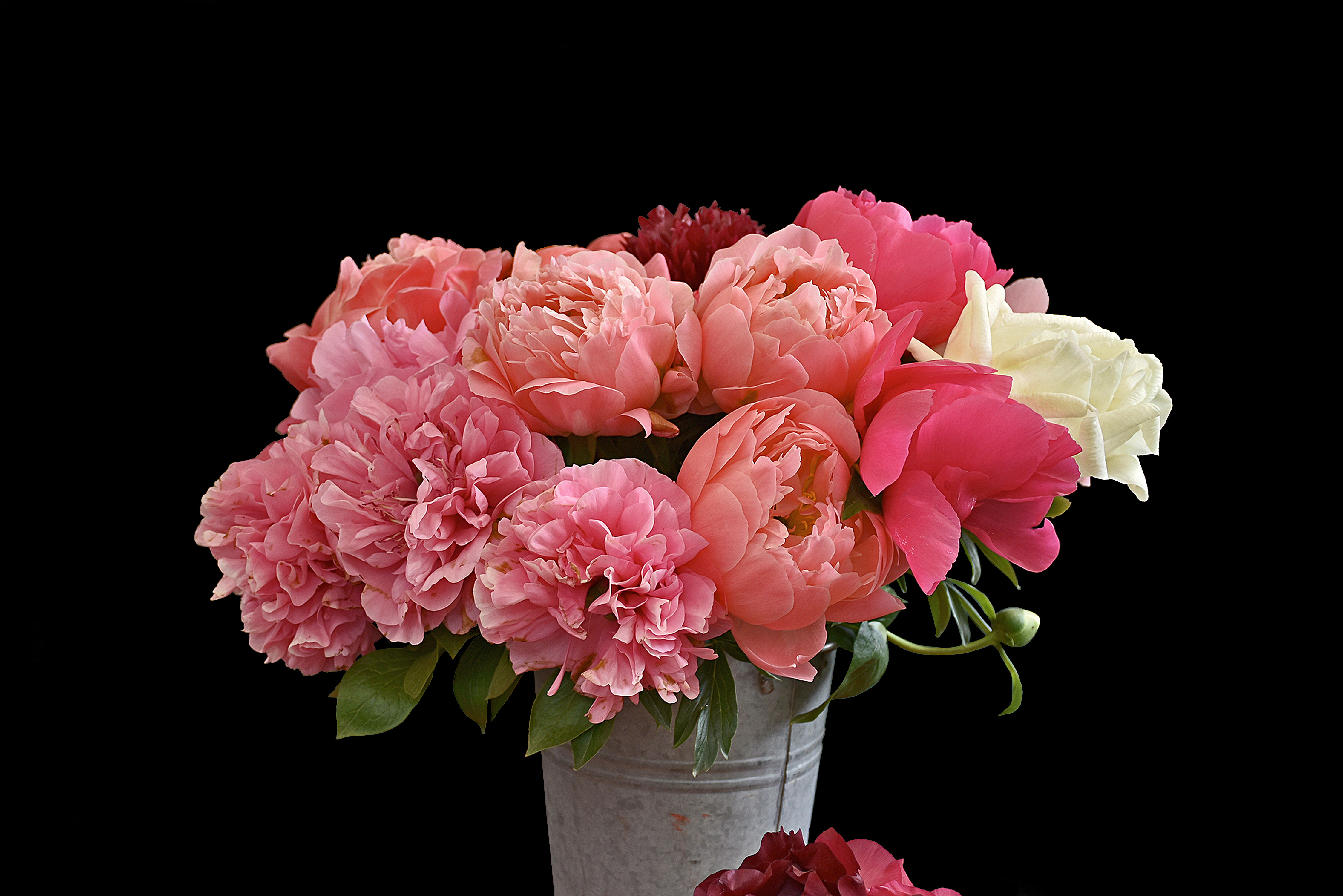 Скачать обои бесплатно Цветок, Пион, Земля/природа, Розовый Цветок, Флауэрсы картинка на рабочий стол ПК