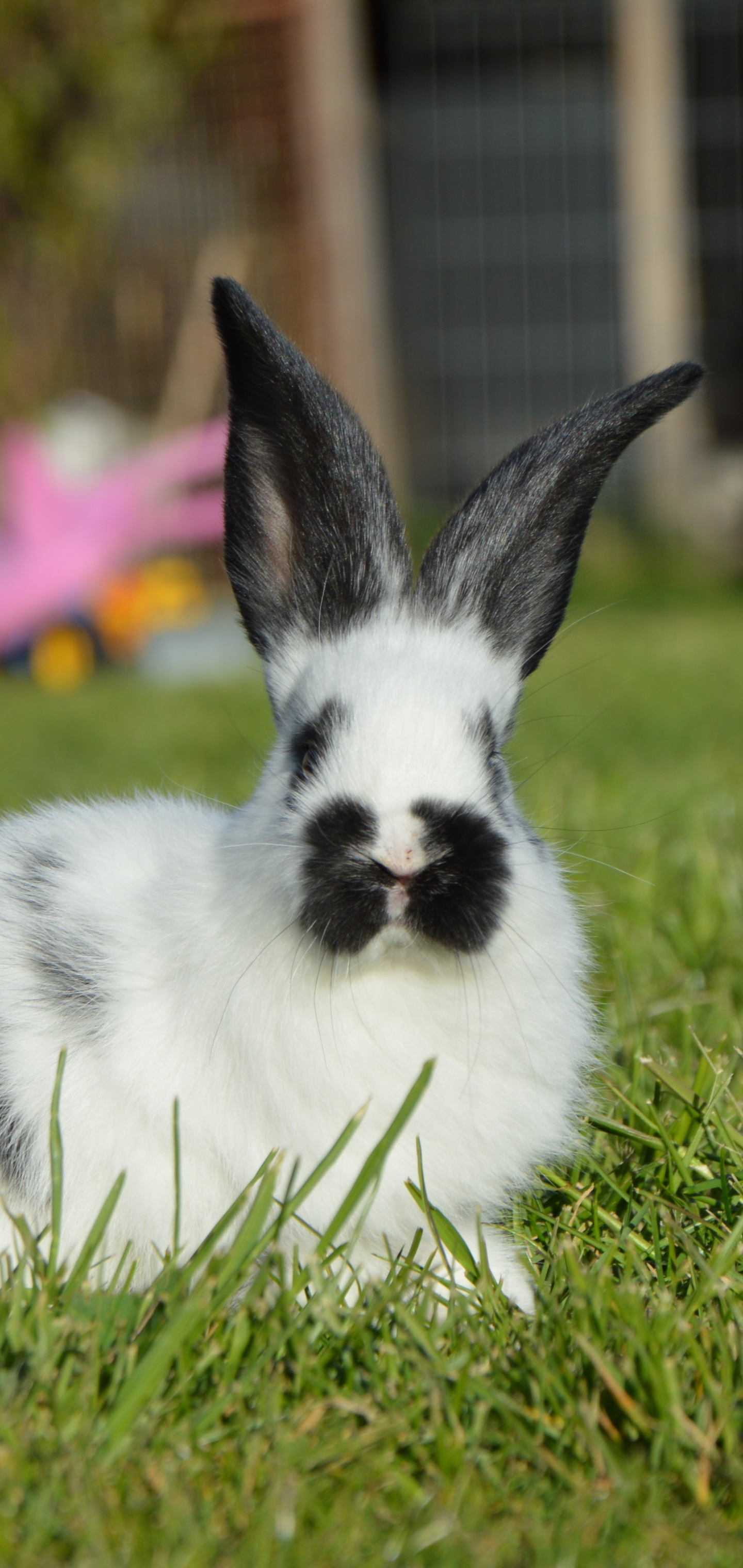 無料モバイル壁紙動物, 草, うさぎ, 被写界深度をダウンロードします。