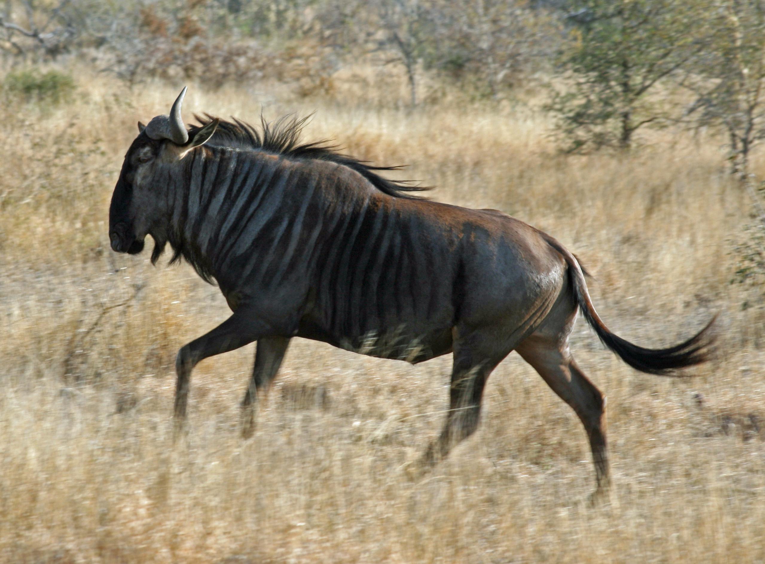 animal, wildebeest, gnu