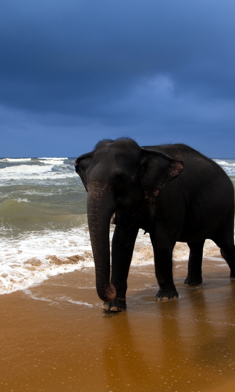 Téléchargez des papiers peints mobile Animaux, Éléphants, Éléphant D'asie gratuitement.