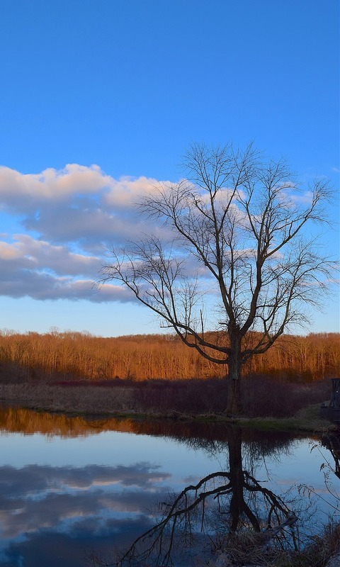 Download mobile wallpaper Nature, Trees, Lake, Reflection, Tree, Earth, Cloud for free.