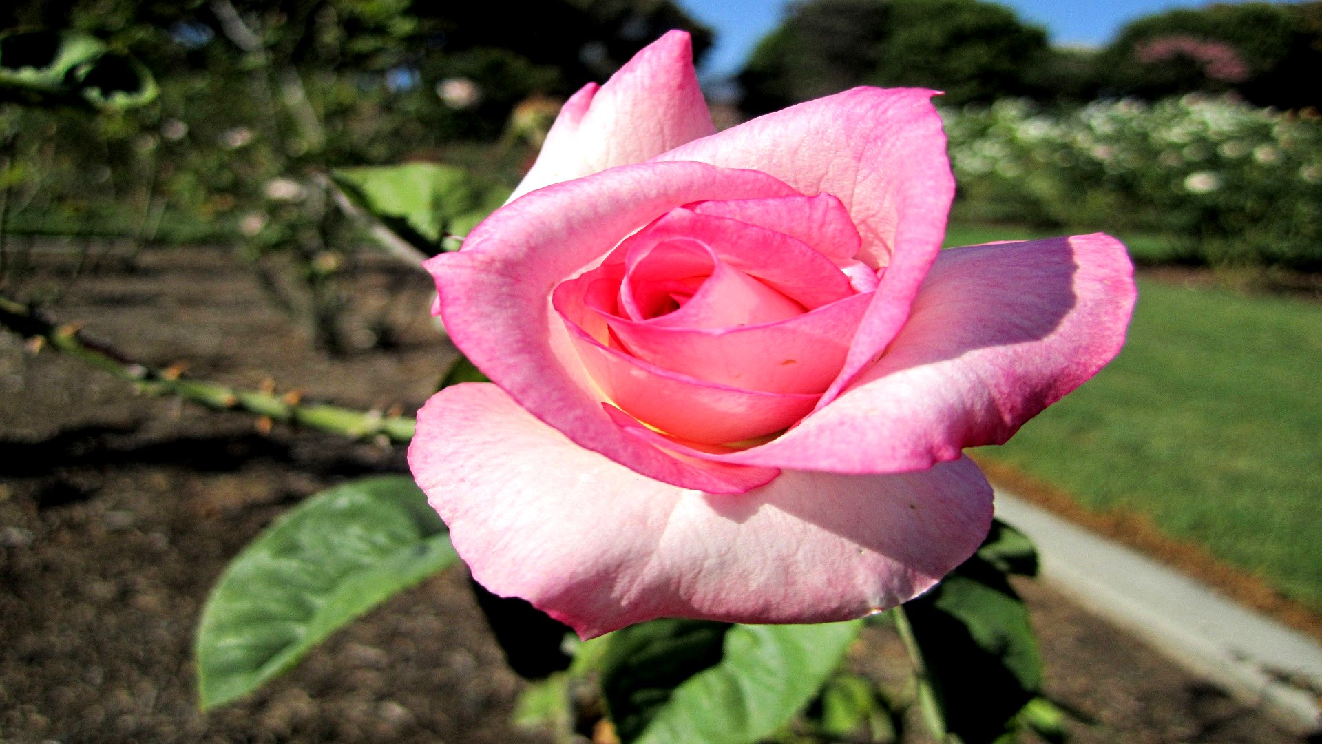 Téléchargez gratuitement l'image Fleurs, Rose, Terre/nature sur le bureau de votre PC