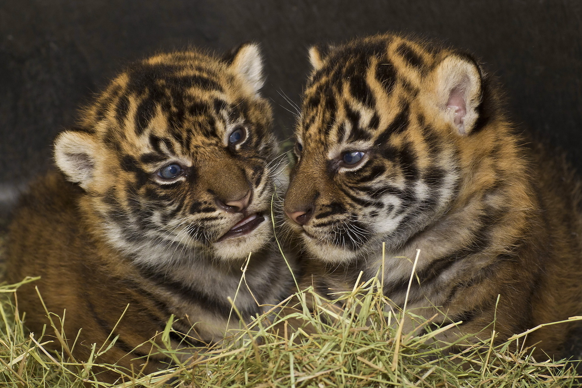 Laden Sie das Katzen, Tiere, Tiger-Bild kostenlos auf Ihren PC-Desktop herunter