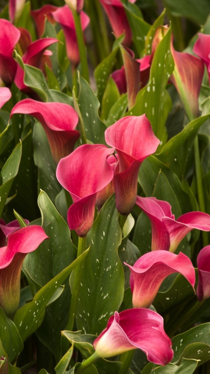 Download mobile wallpaper Nature, Flowers, Leaf, Earth, Pink Flower, Calla Lily for free.