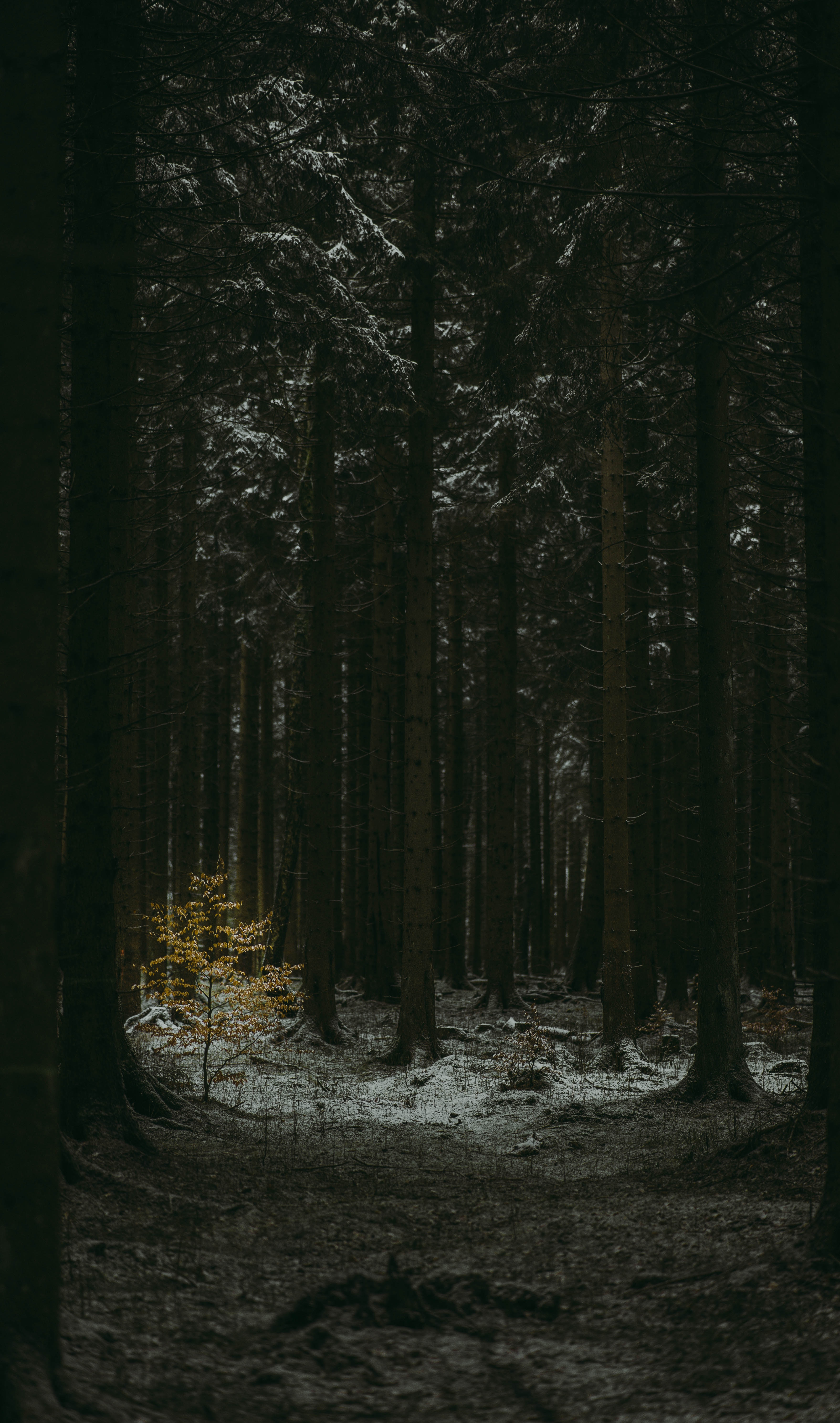 PCデスクトップに冬, 自然, 木, 針葉樹, 闇, 暗い, 森林, 森画像を無料でダウンロード