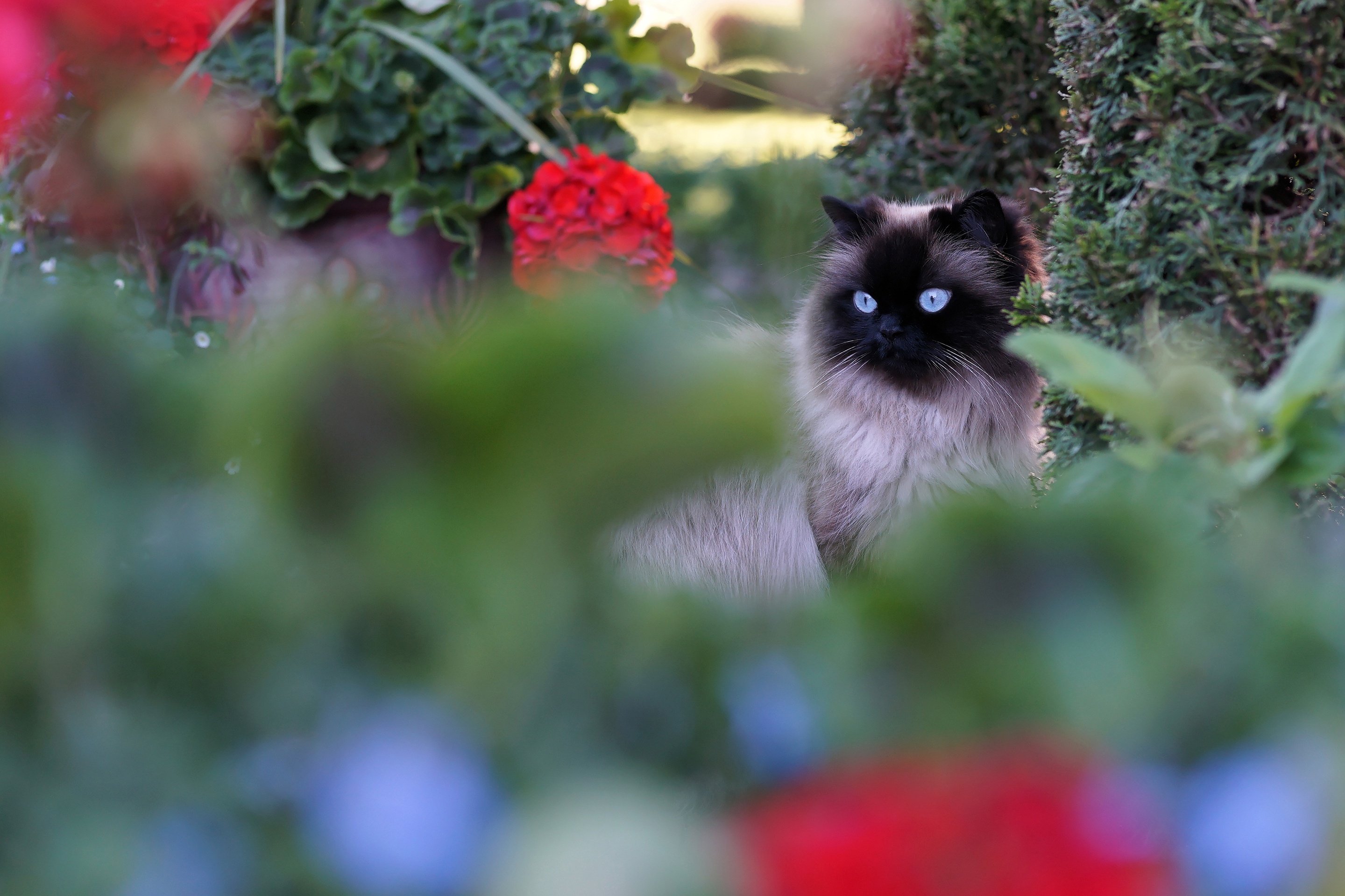 Baixe gratuitamente a imagem Animais, Gatos, Gato na área de trabalho do seu PC