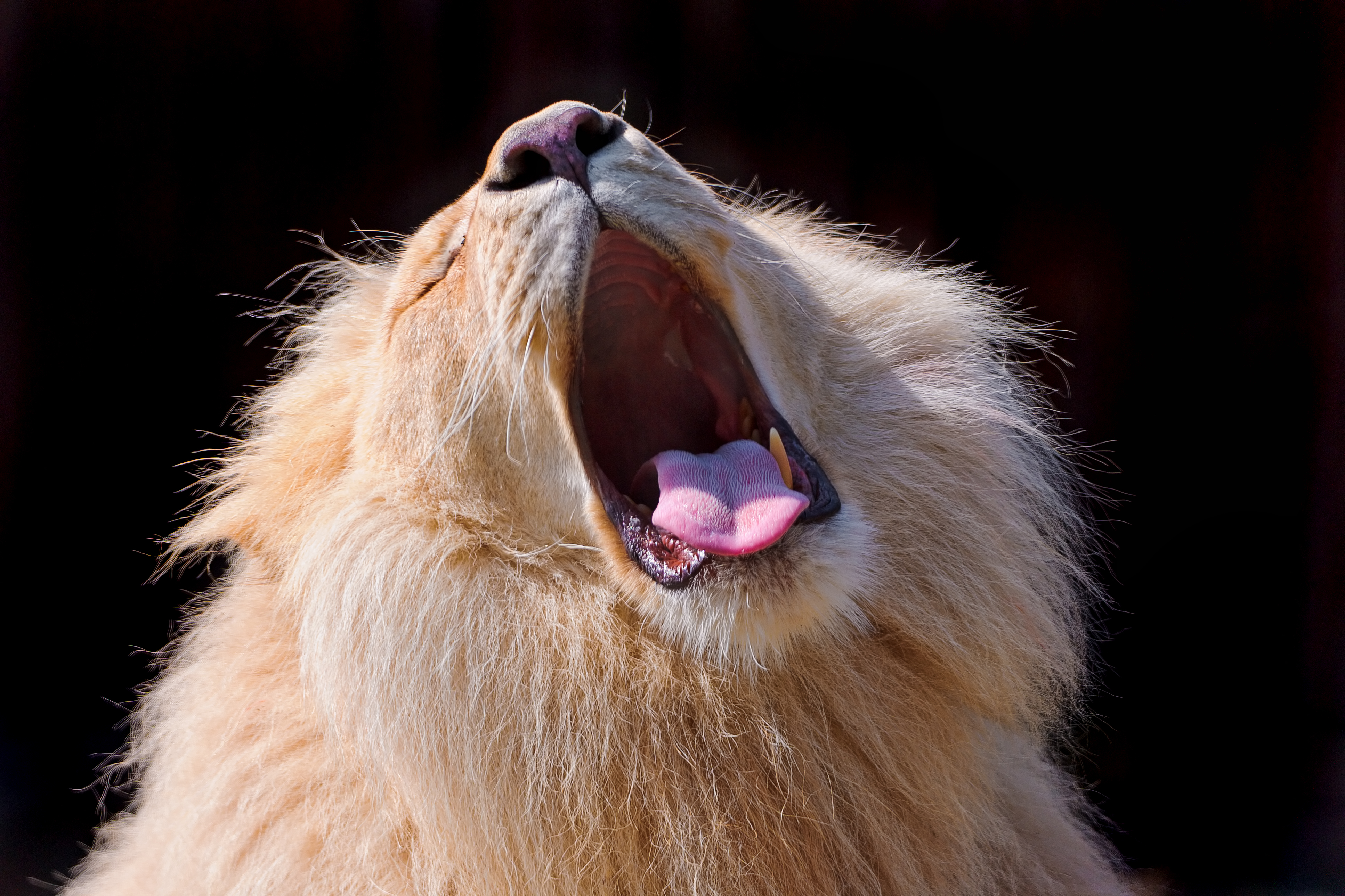 Téléchargez gratuitement l'image Animaux, Chats, Lion sur le bureau de votre PC