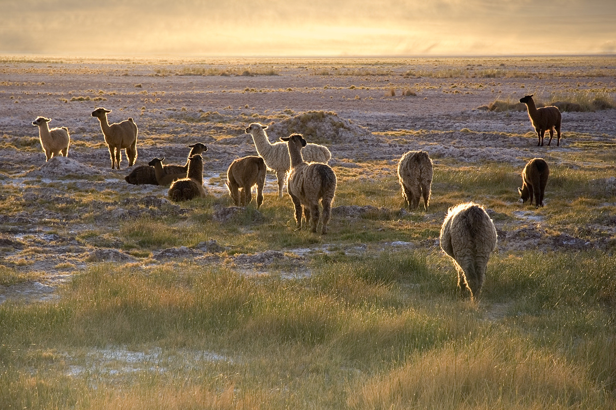 animals, sunset, grass, sky, stroll, lama, llamas