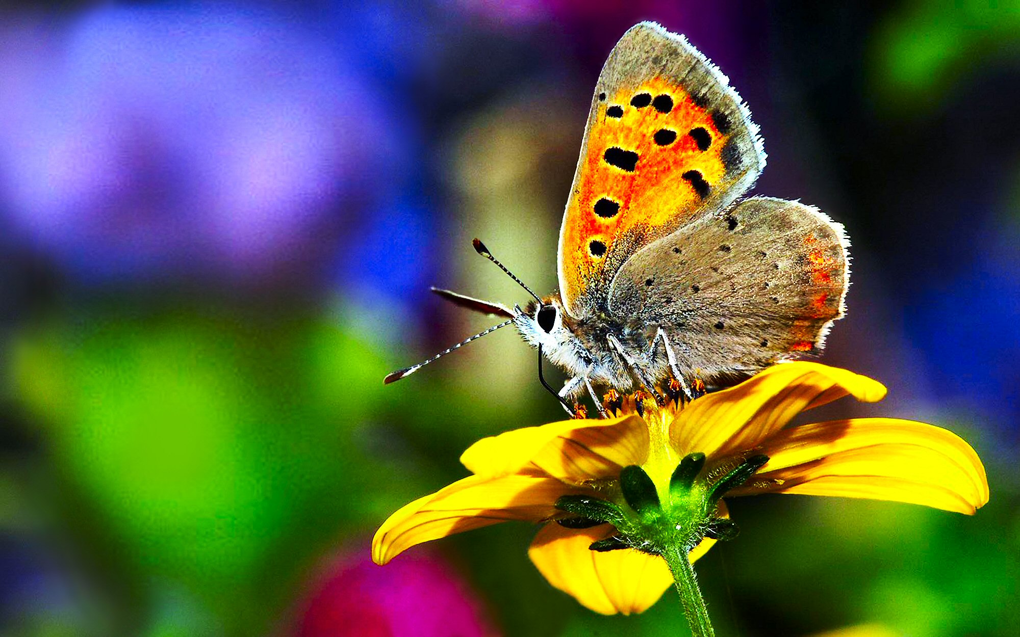 1471413 descargar fondo de pantalla animales, mariposa, vistoso, flor, insecto, pastel: protectores de pantalla e imágenes gratis